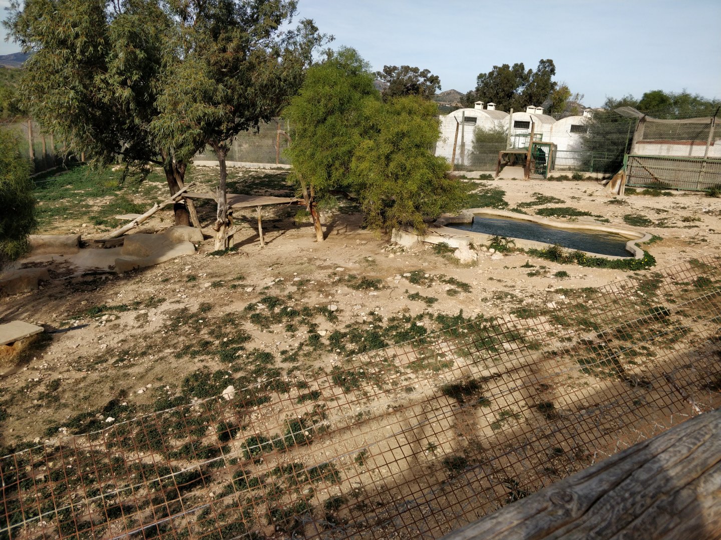 bengal tiger enclosure