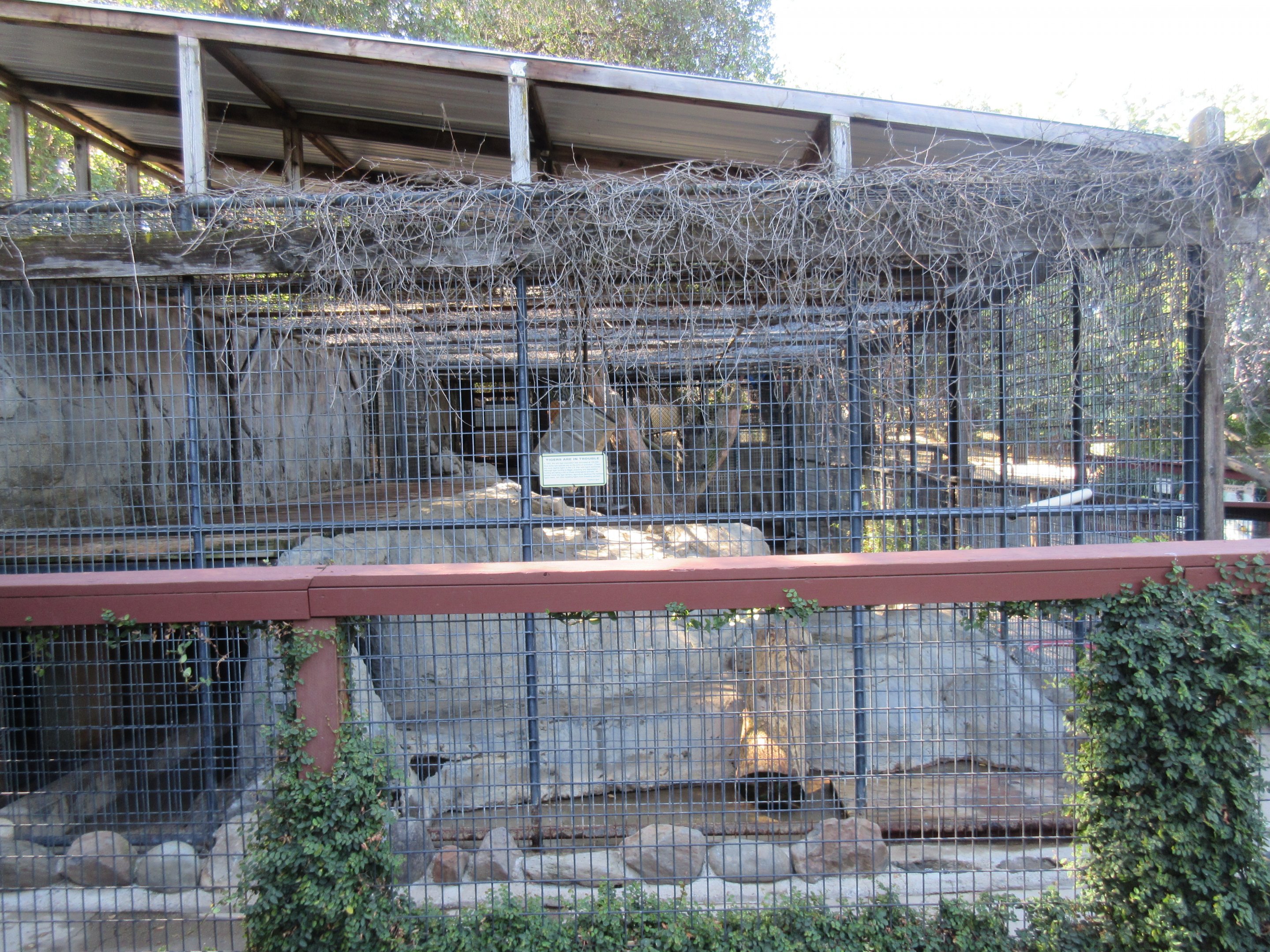 Bengal Tiger Exhibit #2