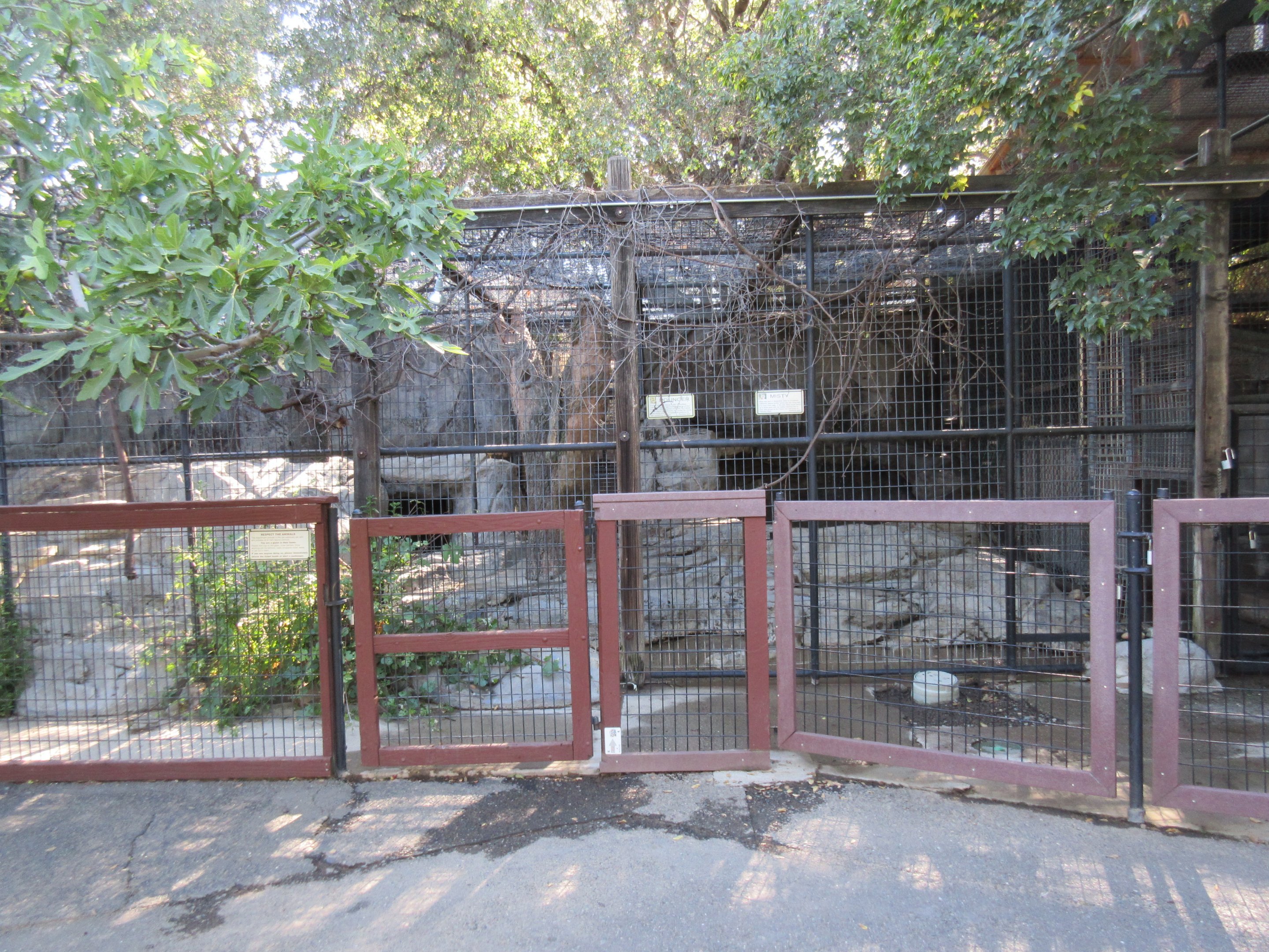 Bengal Tiger Exhibit #2