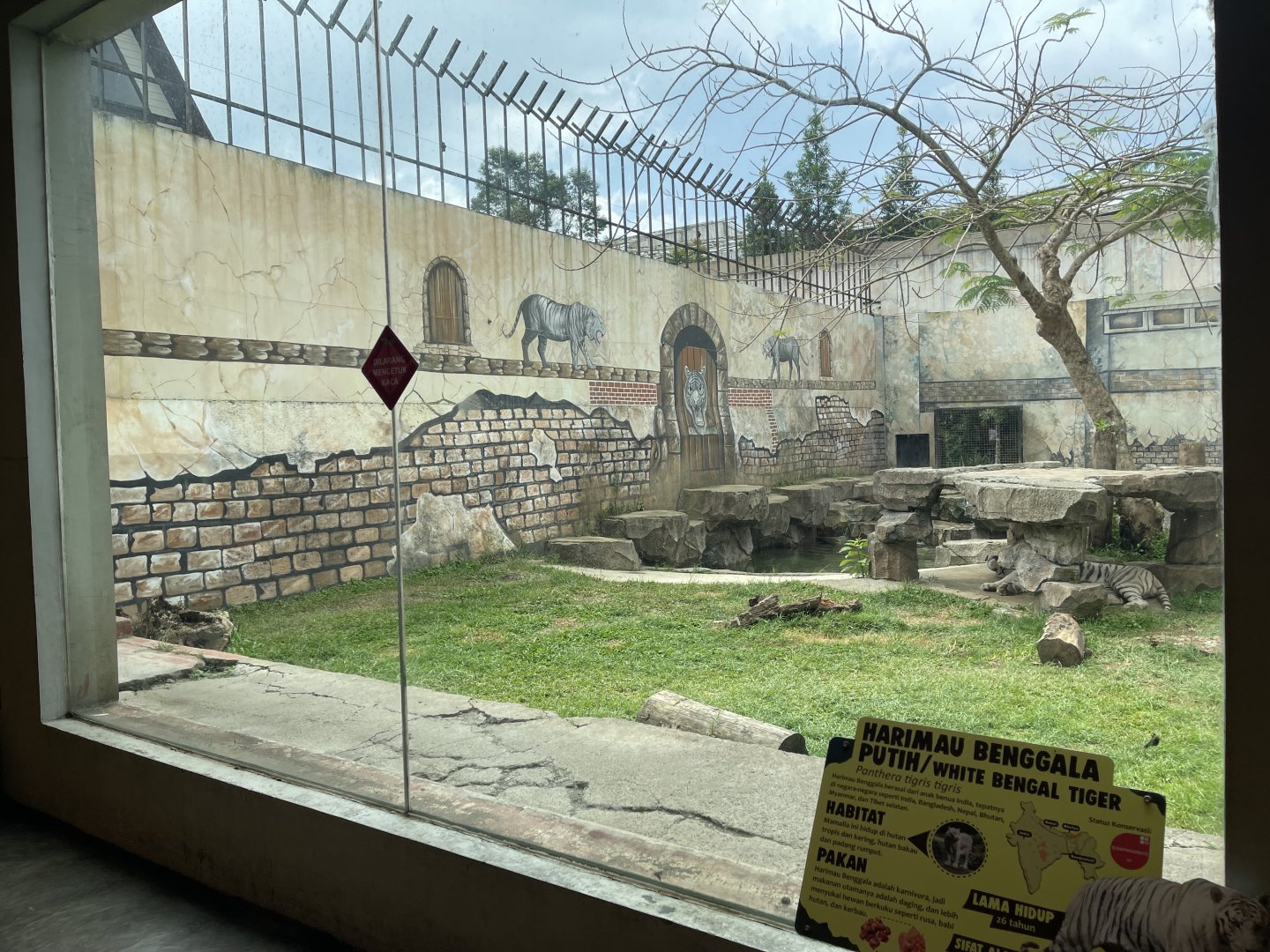 bengal tiger exhibit (2)