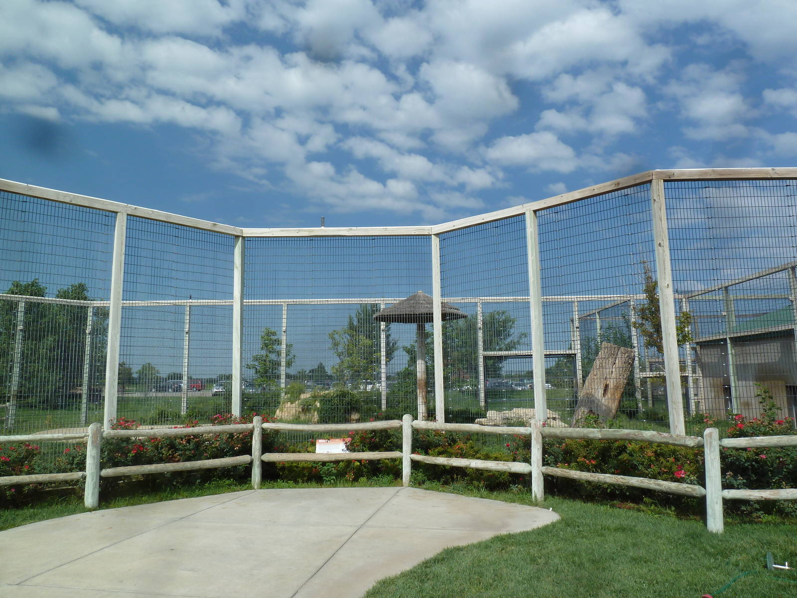 Bengal Tiger Exhibit (a white cat)