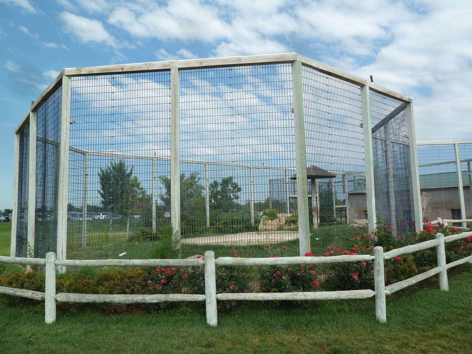 Bengal Tiger Exhibit (a white cat)