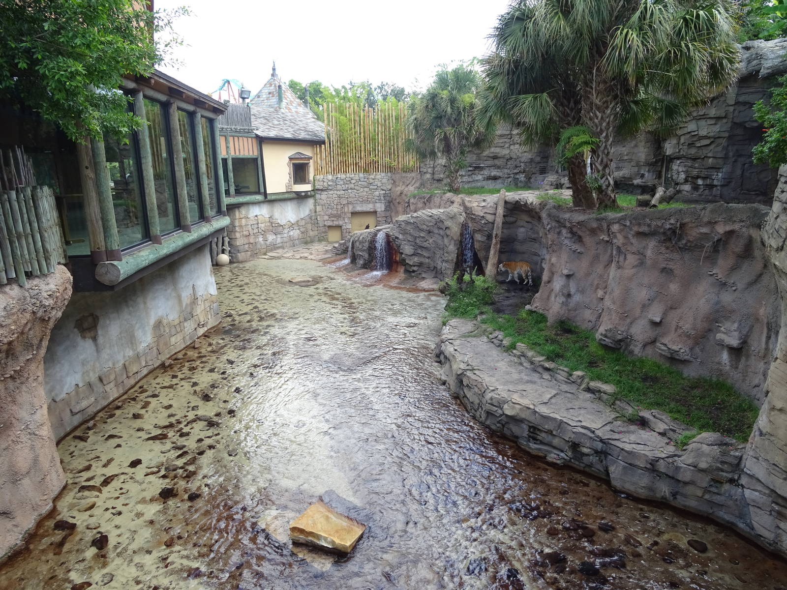 Bengal Tiger Exhibit at Busch Gardens Tampa