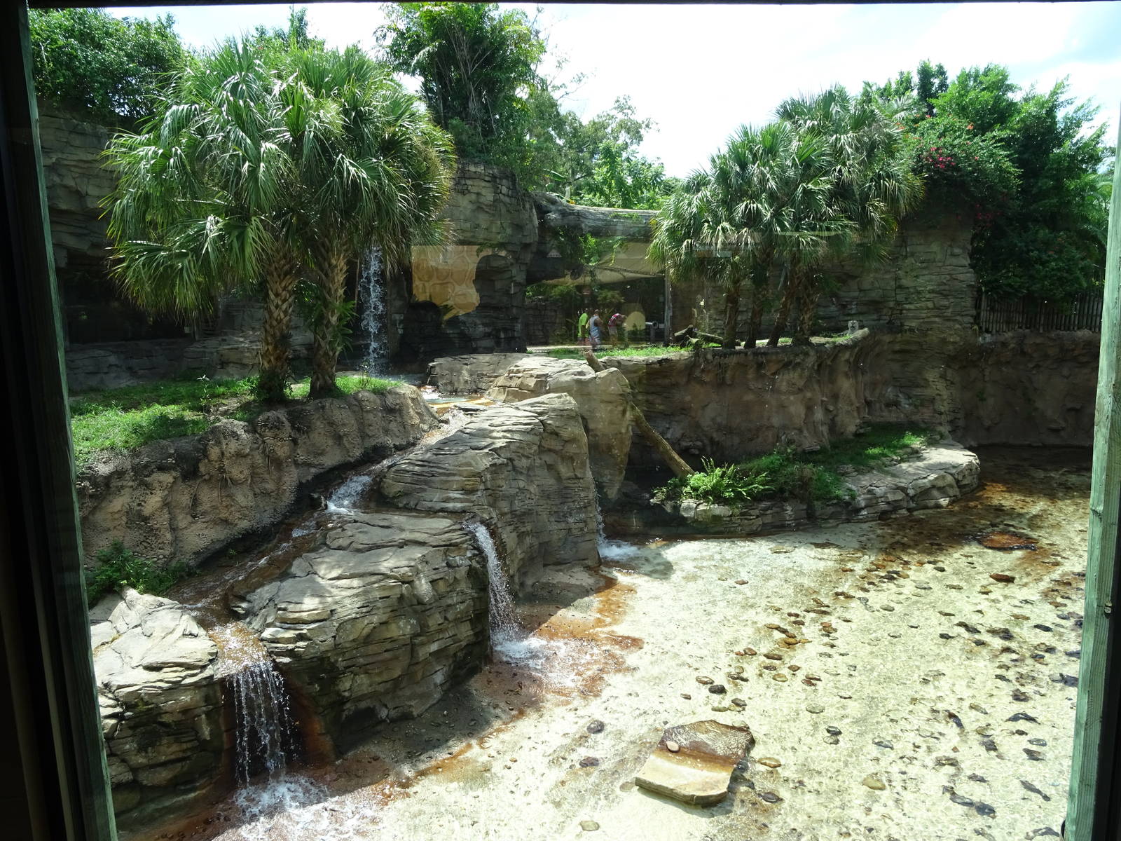 Bengal Tiger Exhibit at Busch Gardens Tampa