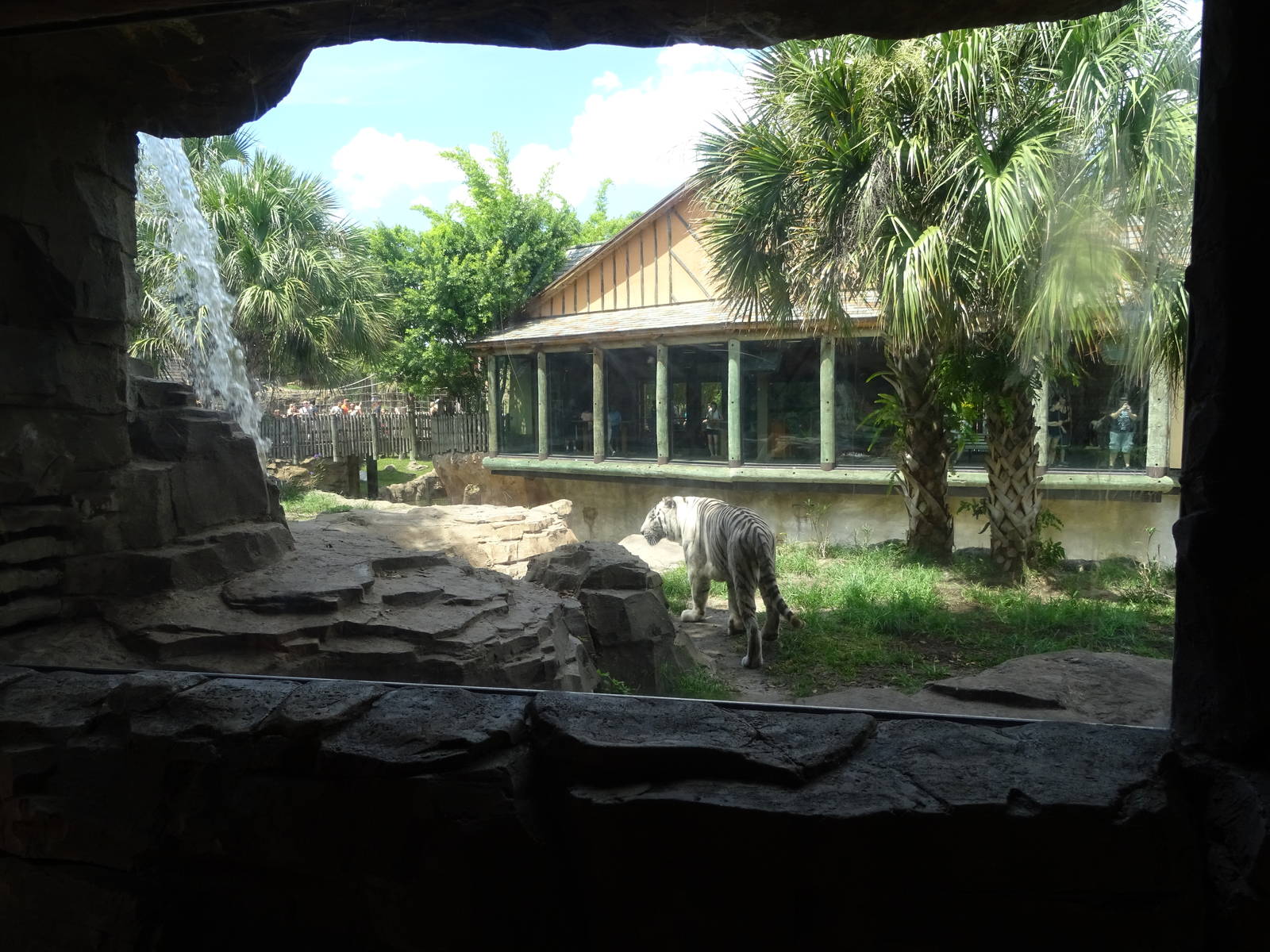 Bengal Tiger Exhibit at Busch Gardens Tampa
