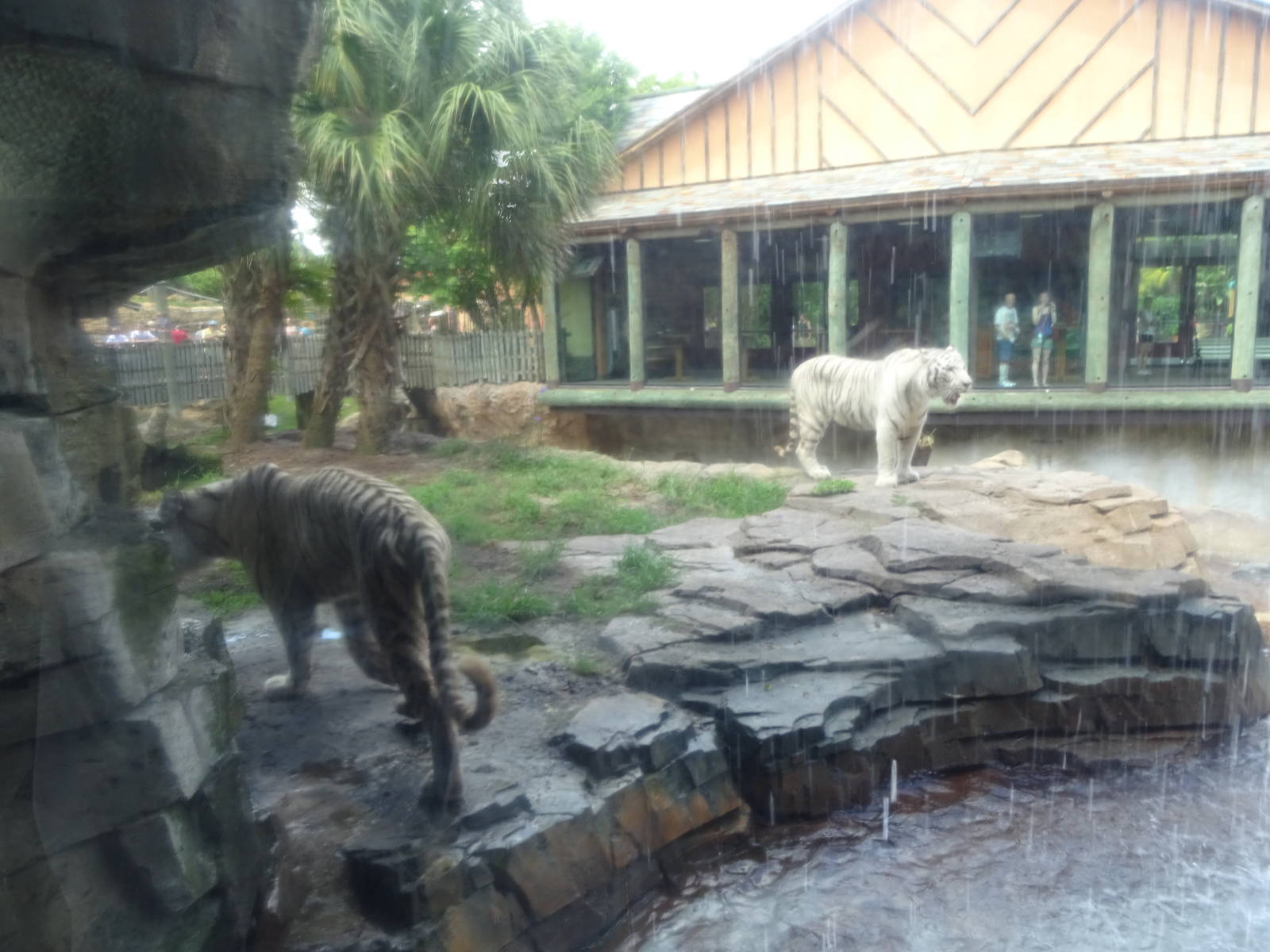 Bengal Tiger Exhibit at Busch Gardens Tampa