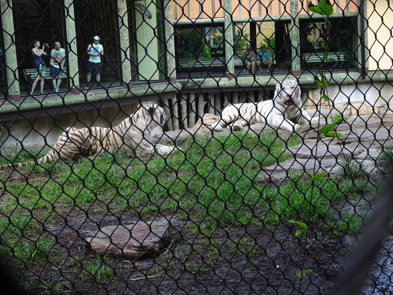 Bengal Tiger Exhibit at Busch Gardens Tampa