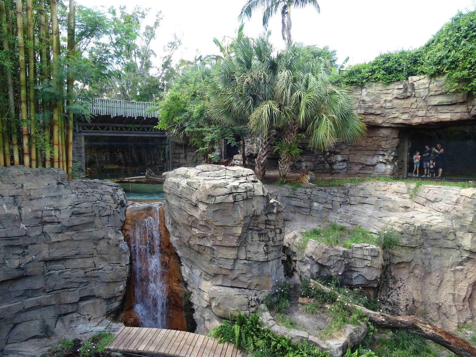 Bengal Tiger Exhibit at Busch Gardens Tampa