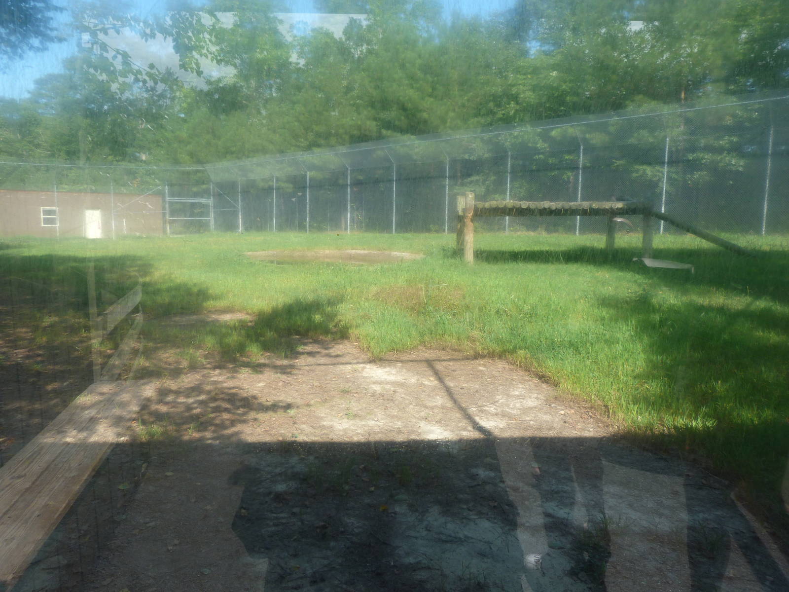 Bengal Tiger Exhibit - August 2014