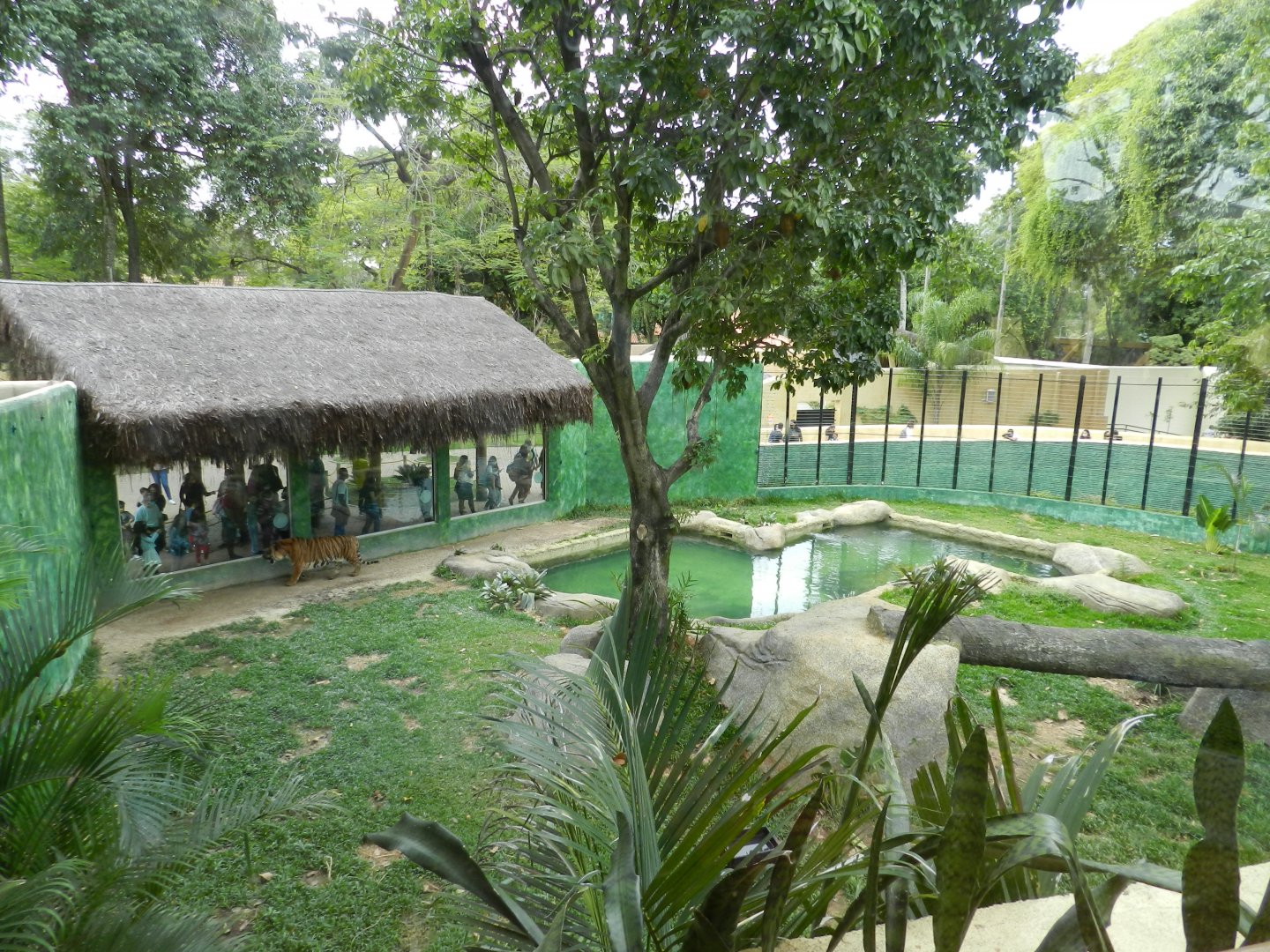 Bengal tiger exhibit - BioParque do Rio