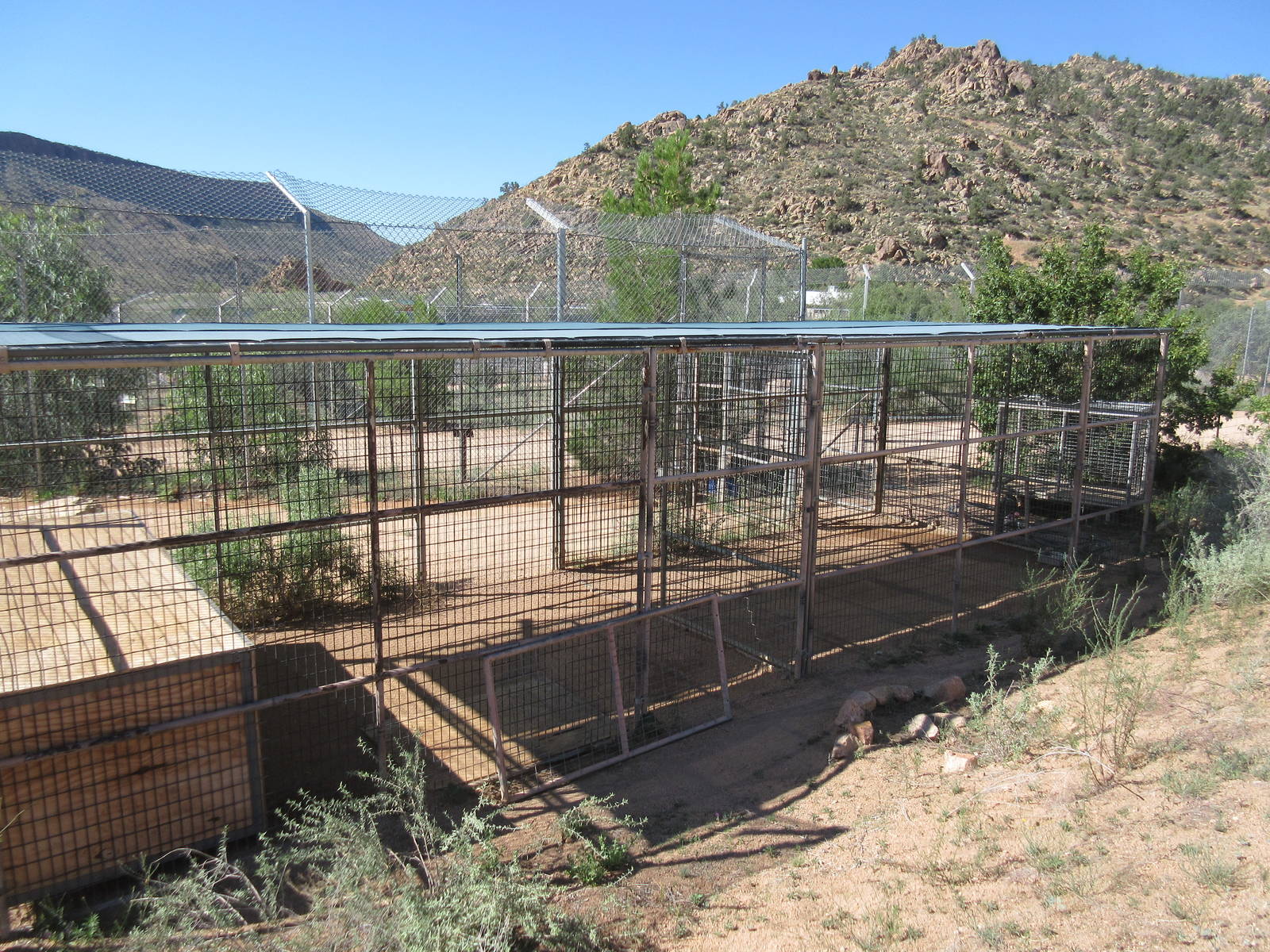 Bengal Tiger Exhibit - holding cage