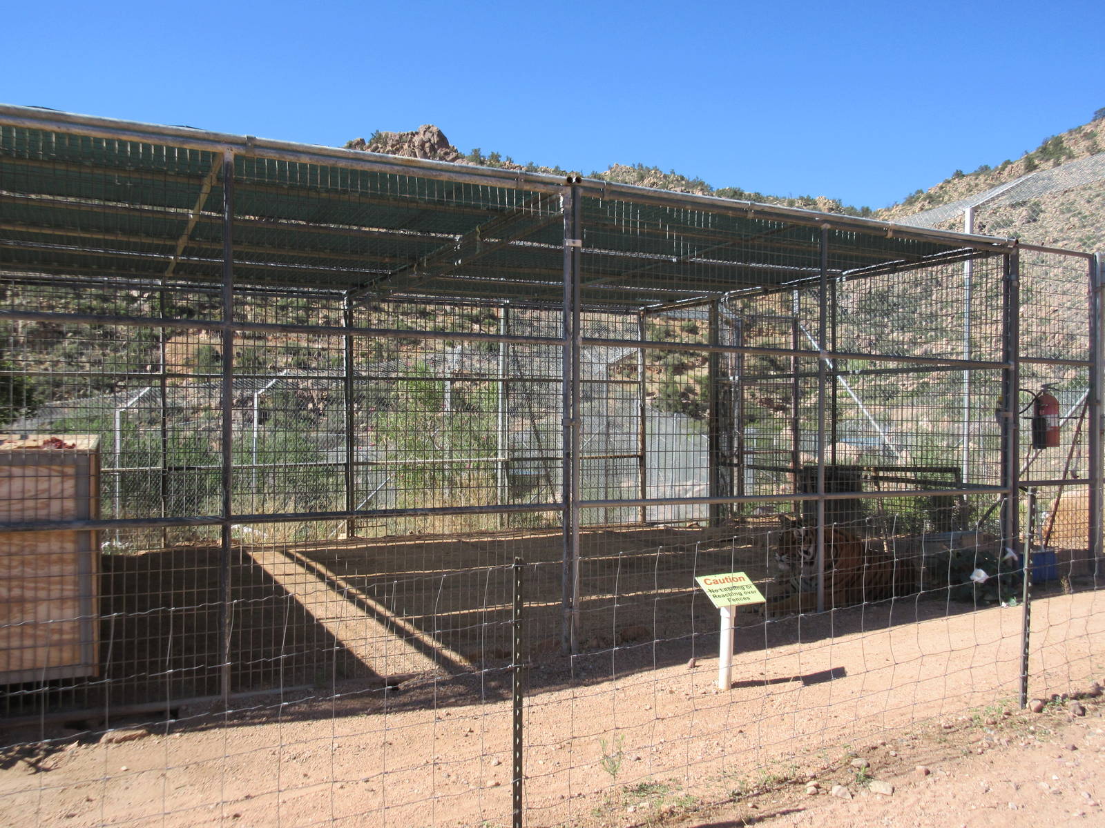 Bengal Tiger Exhibit - holding cage