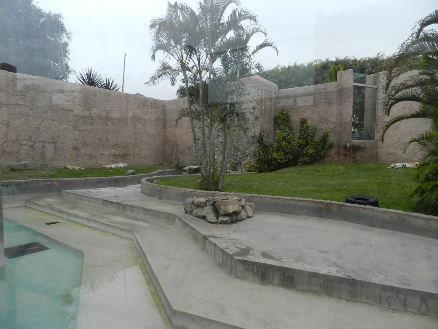 Bengal tiger exhibit I - Parque de Las Leyendas