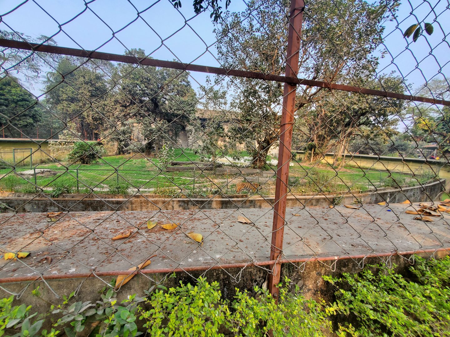 Bengal Tiger Exhibit - January 2023