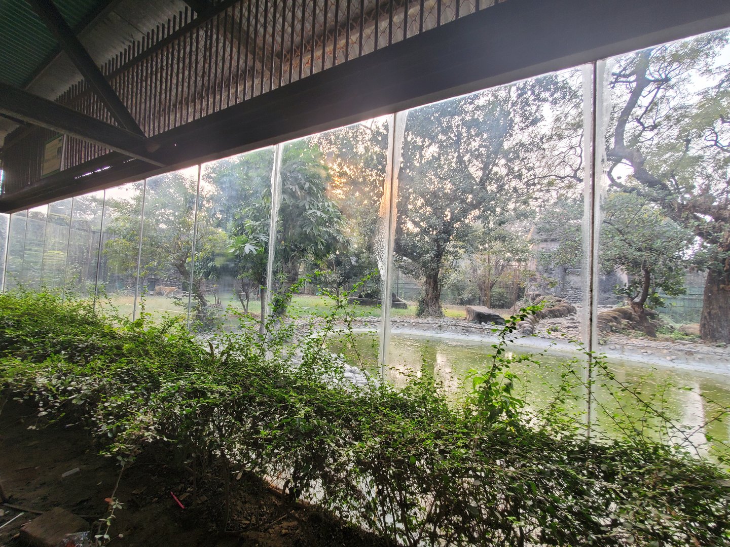 Bengal Tiger Exhibit - January 2023