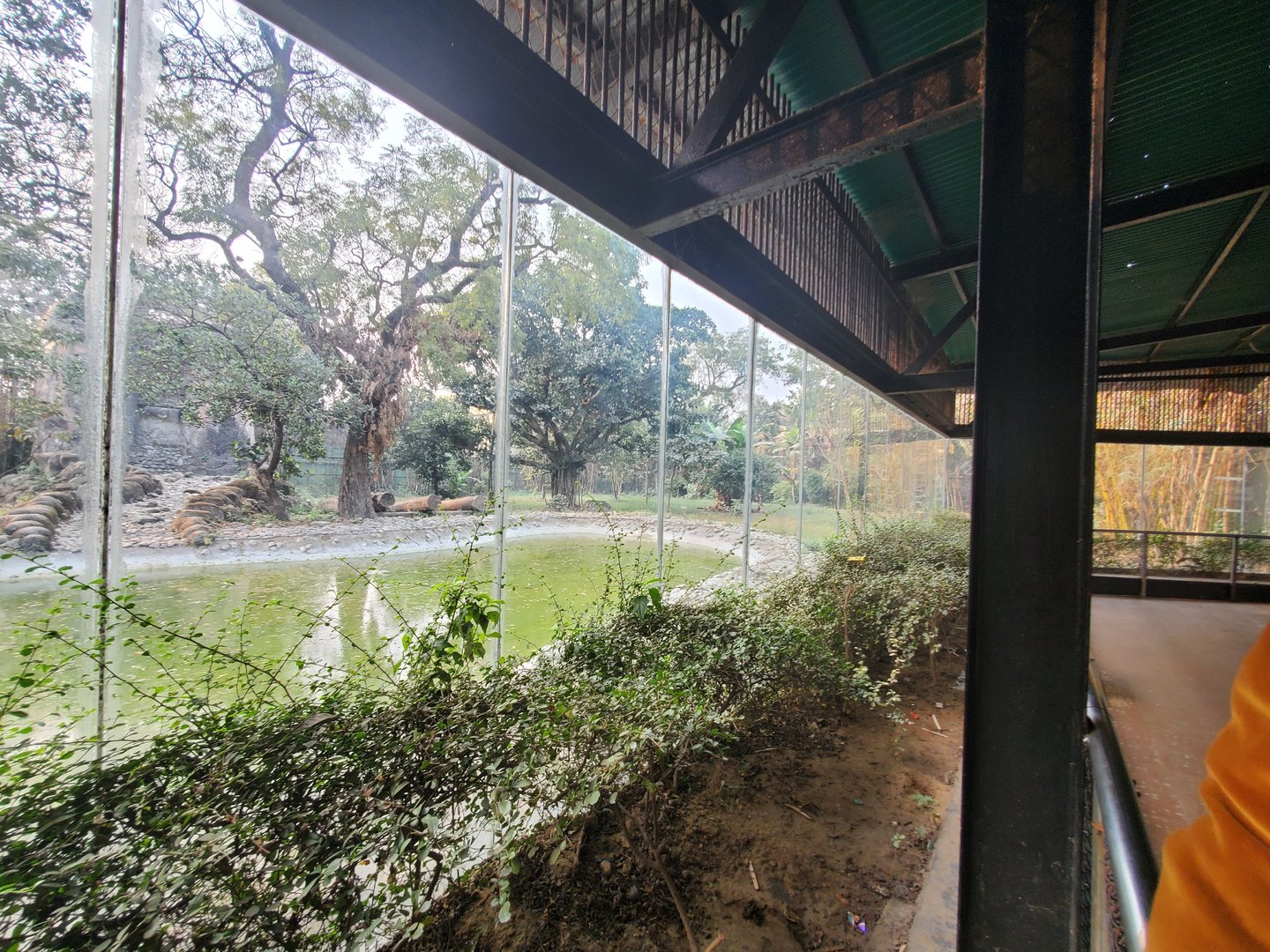 Bengal Tiger Exhibit - January 2023