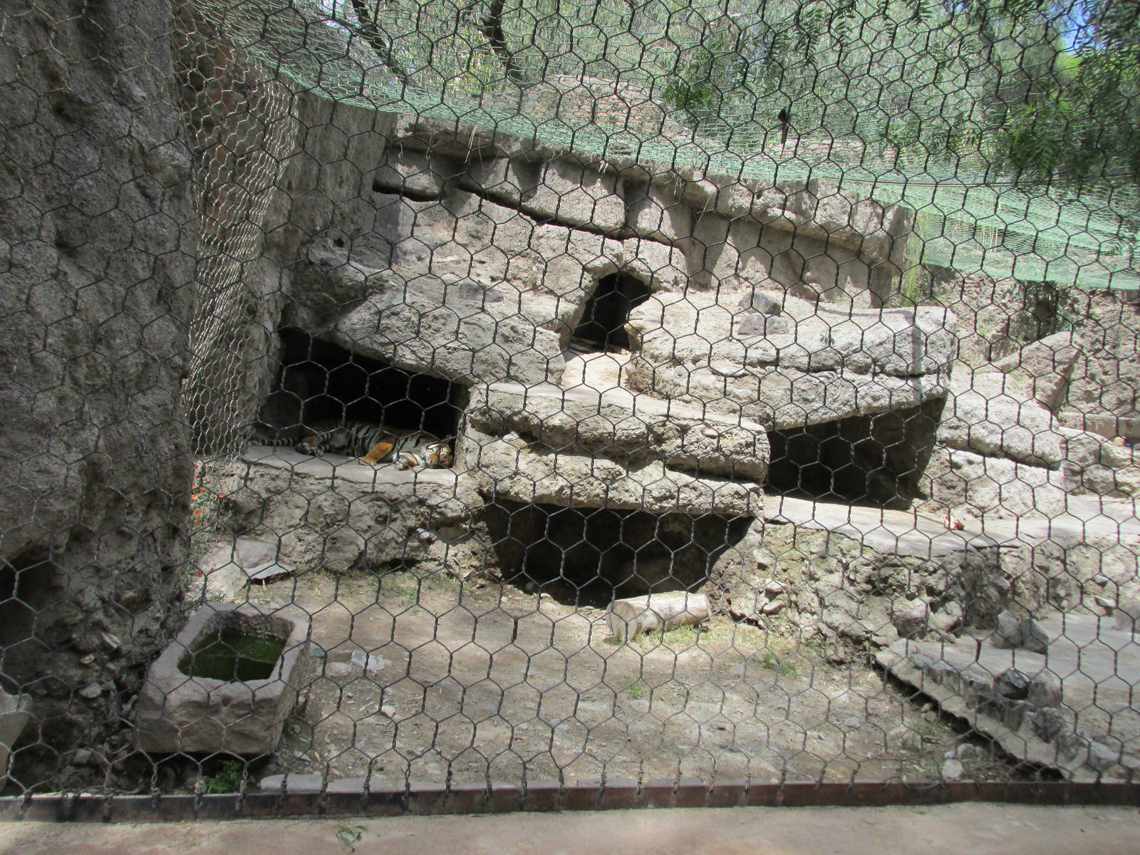 bengal tiger exhibit mendoza zoo