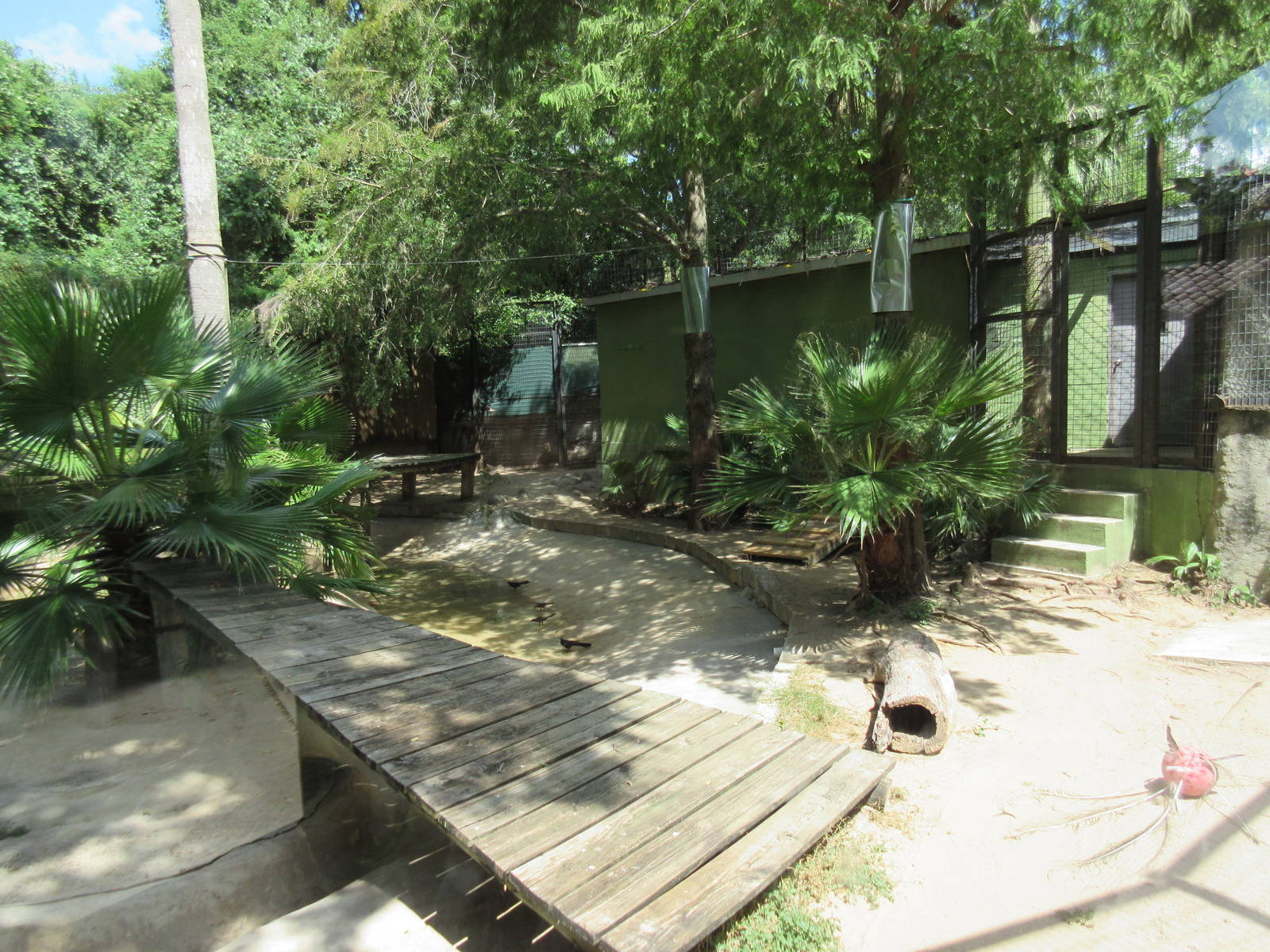 Bengal Tiger Exhibit - view through glass