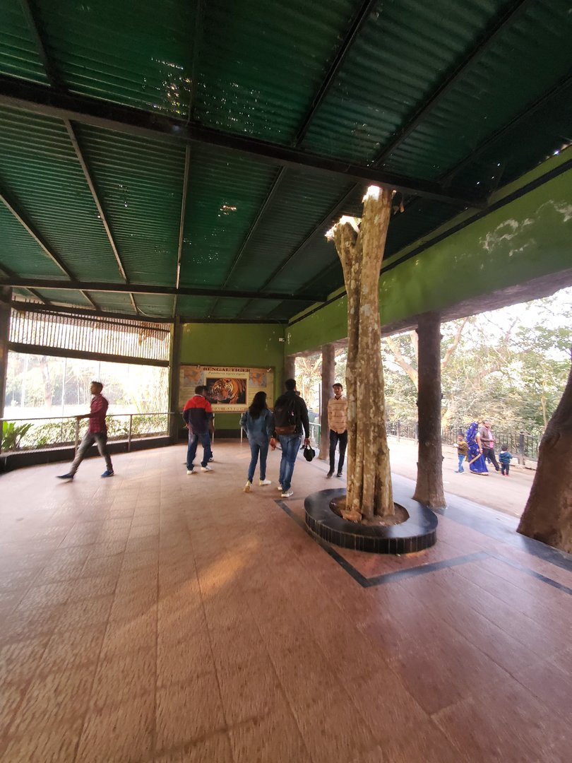 Bengal Tiger Exhibit Viewing Area - January 2023