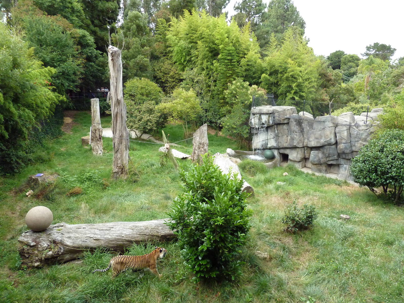 Bengal Tiger Exhibit