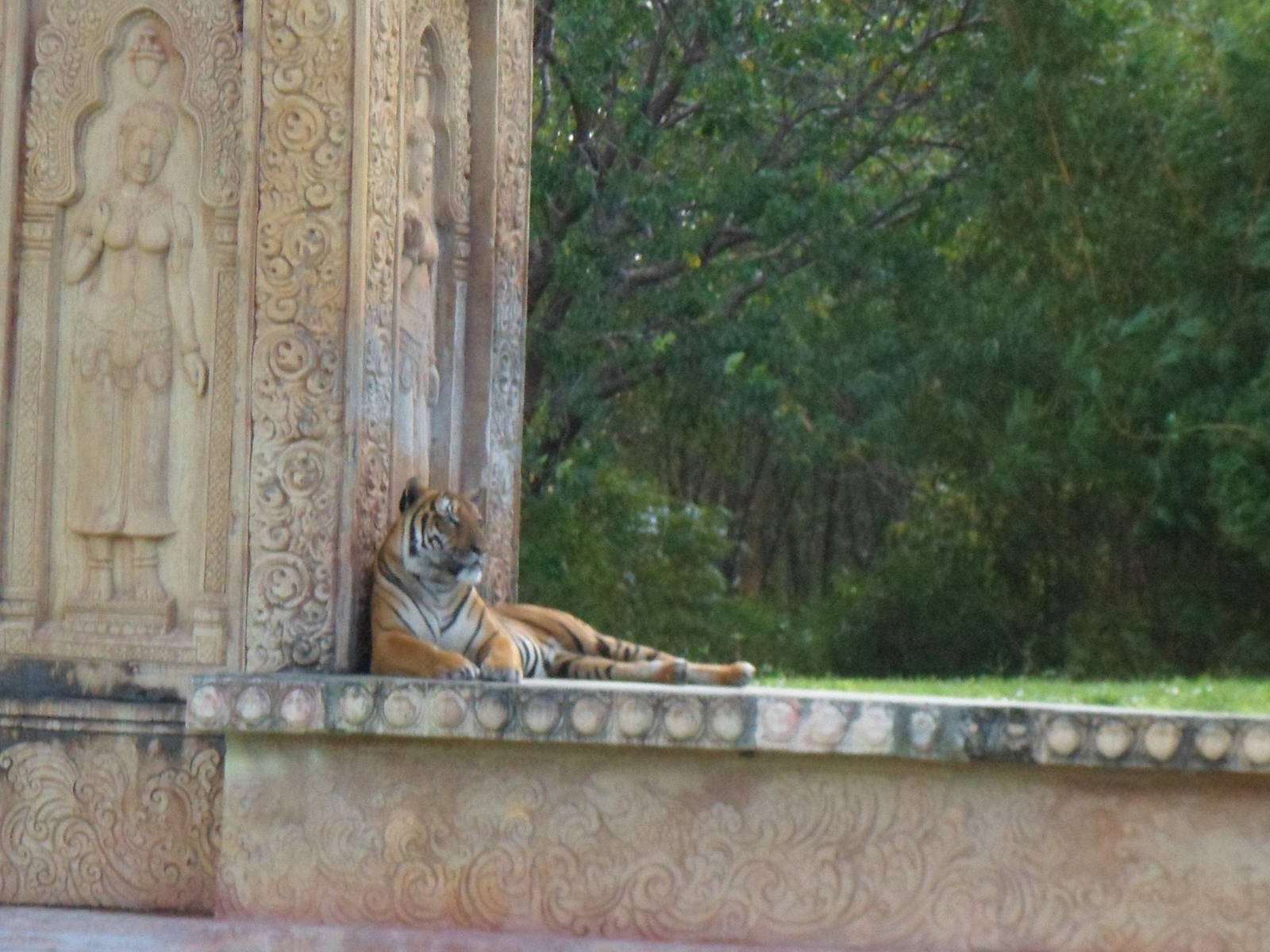 Bengal Tiger Exhibit