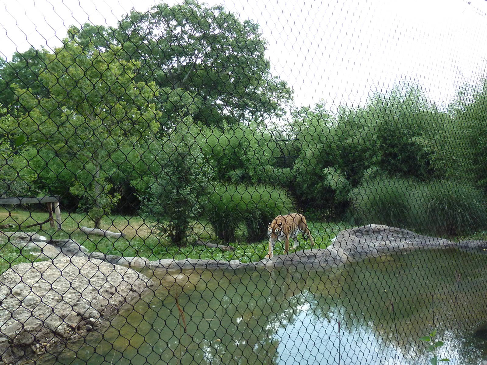 Bengal Tiger Exhibit