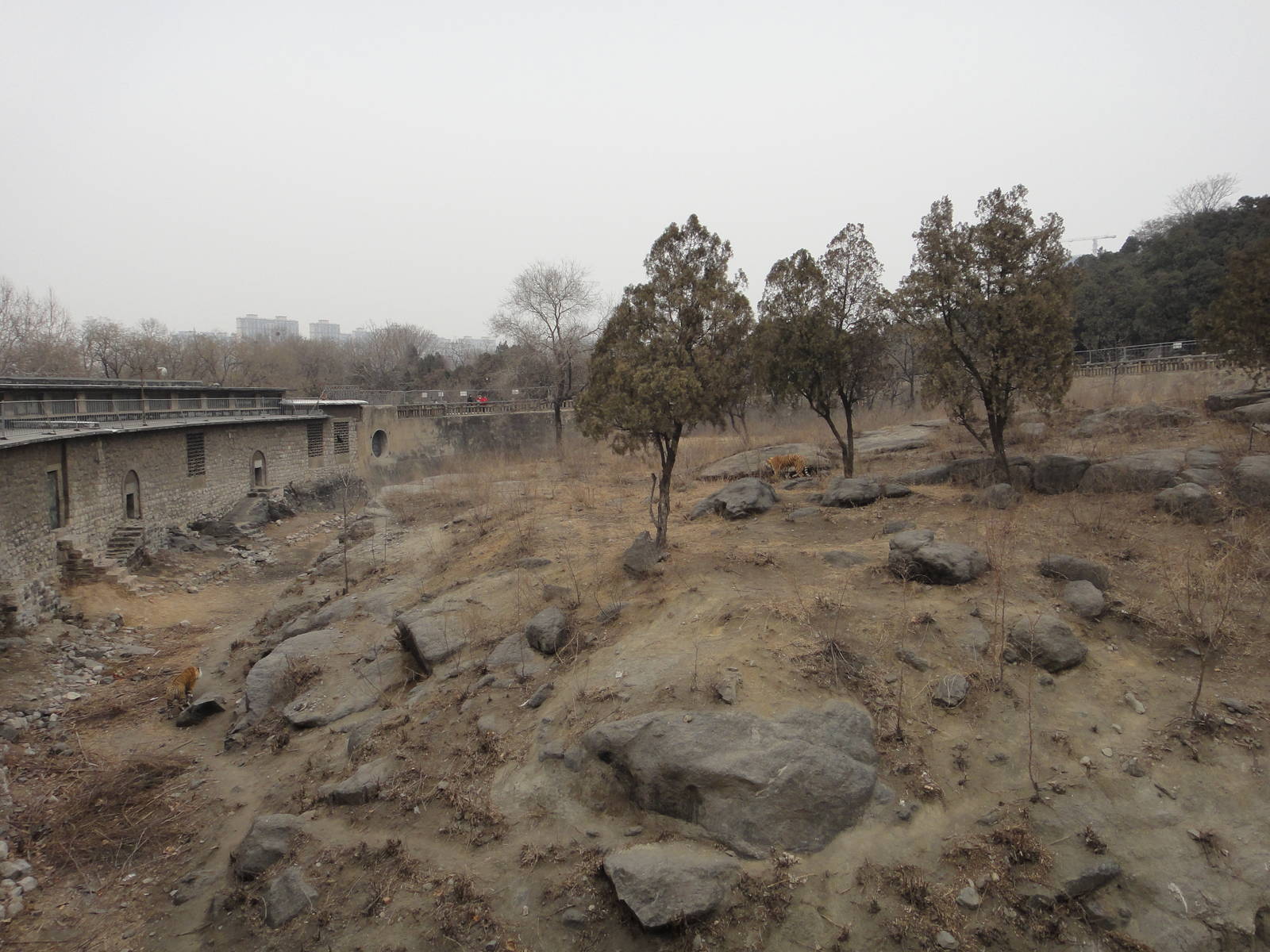 Bengal tiger exhibit