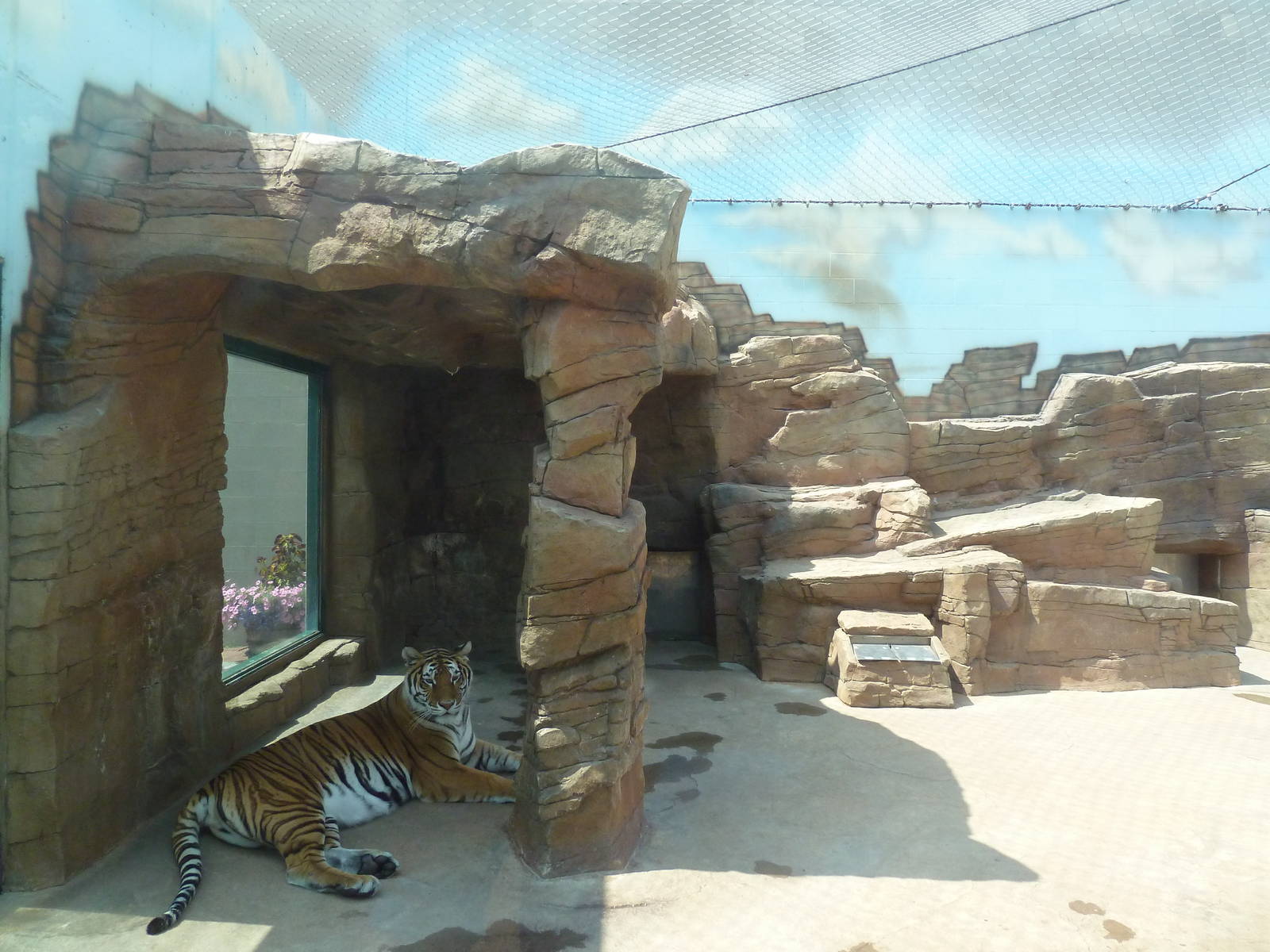 Bengal Tiger Exhibit