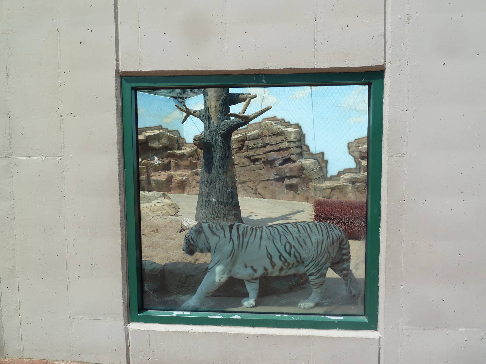 Bengal Tiger Exhibit