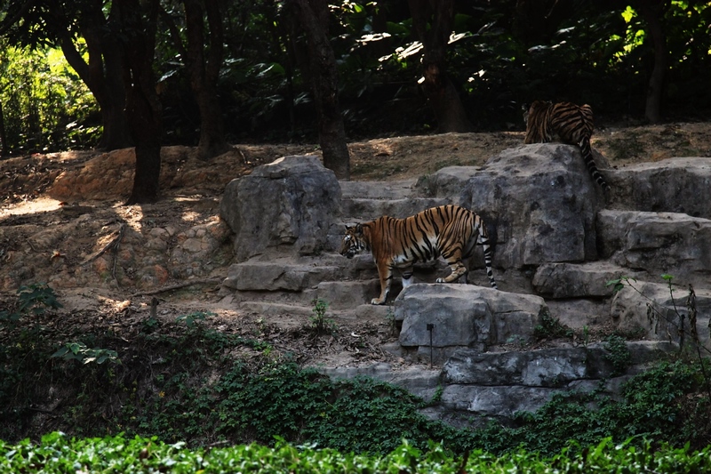 Bengal tiger exhibit
