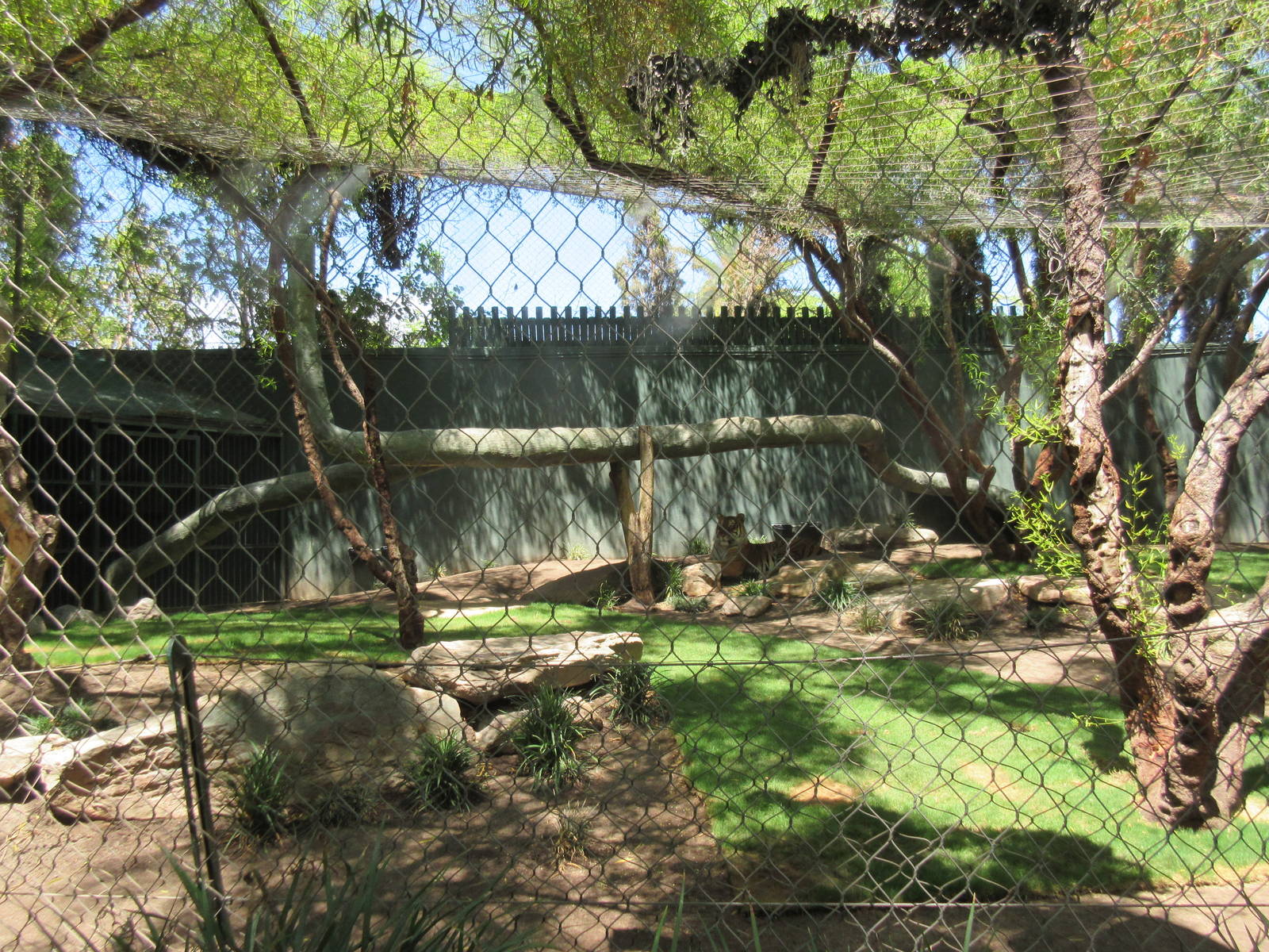 Bengal Tiger Exhibit