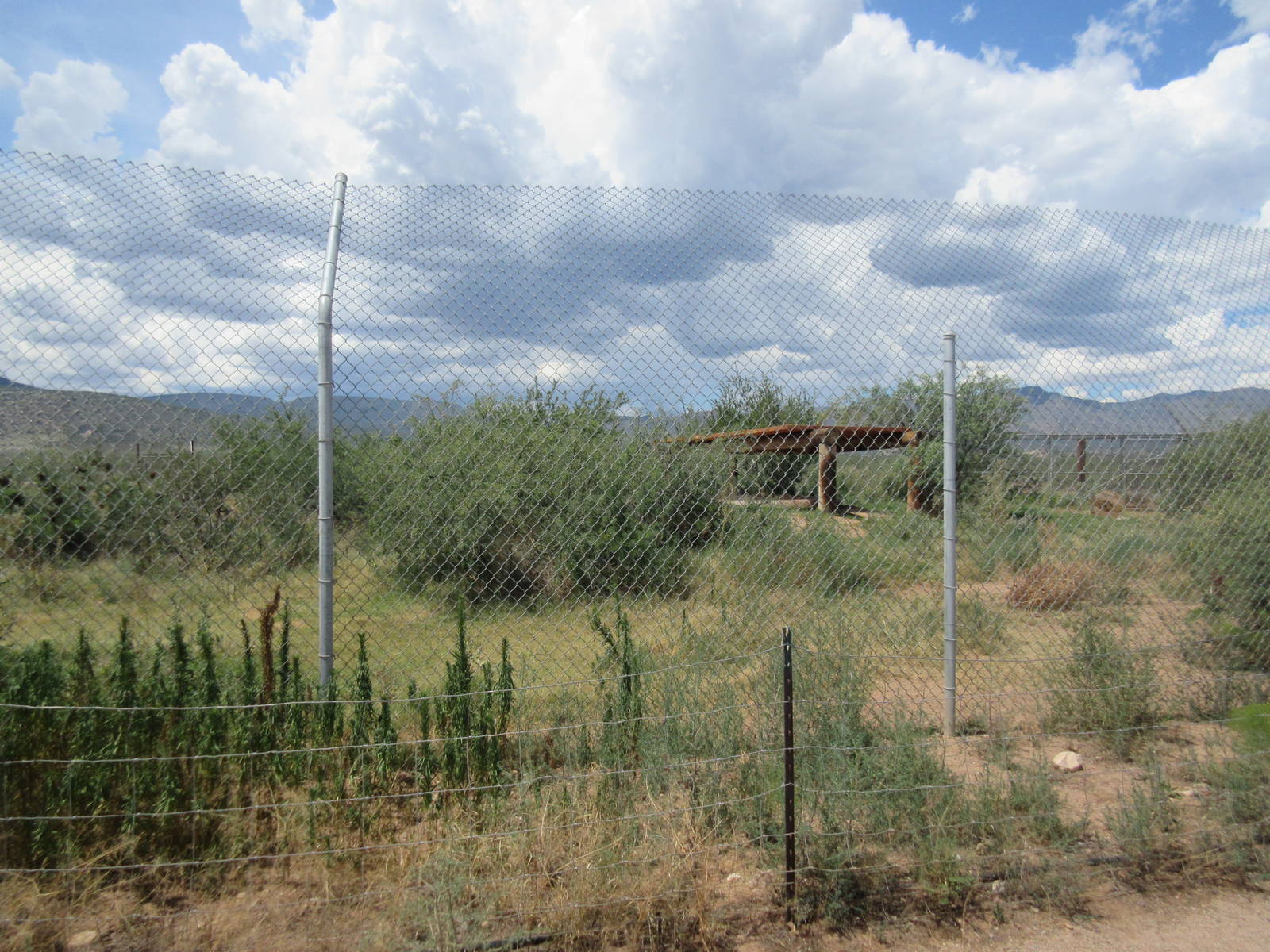 Bengal Tiger Exhibit