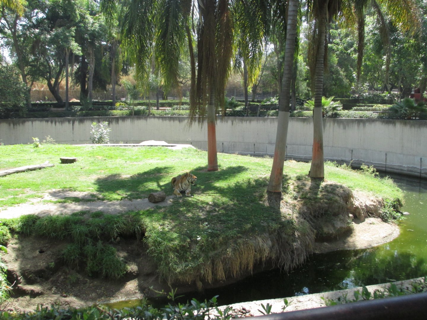 Bengal tiger exhibit