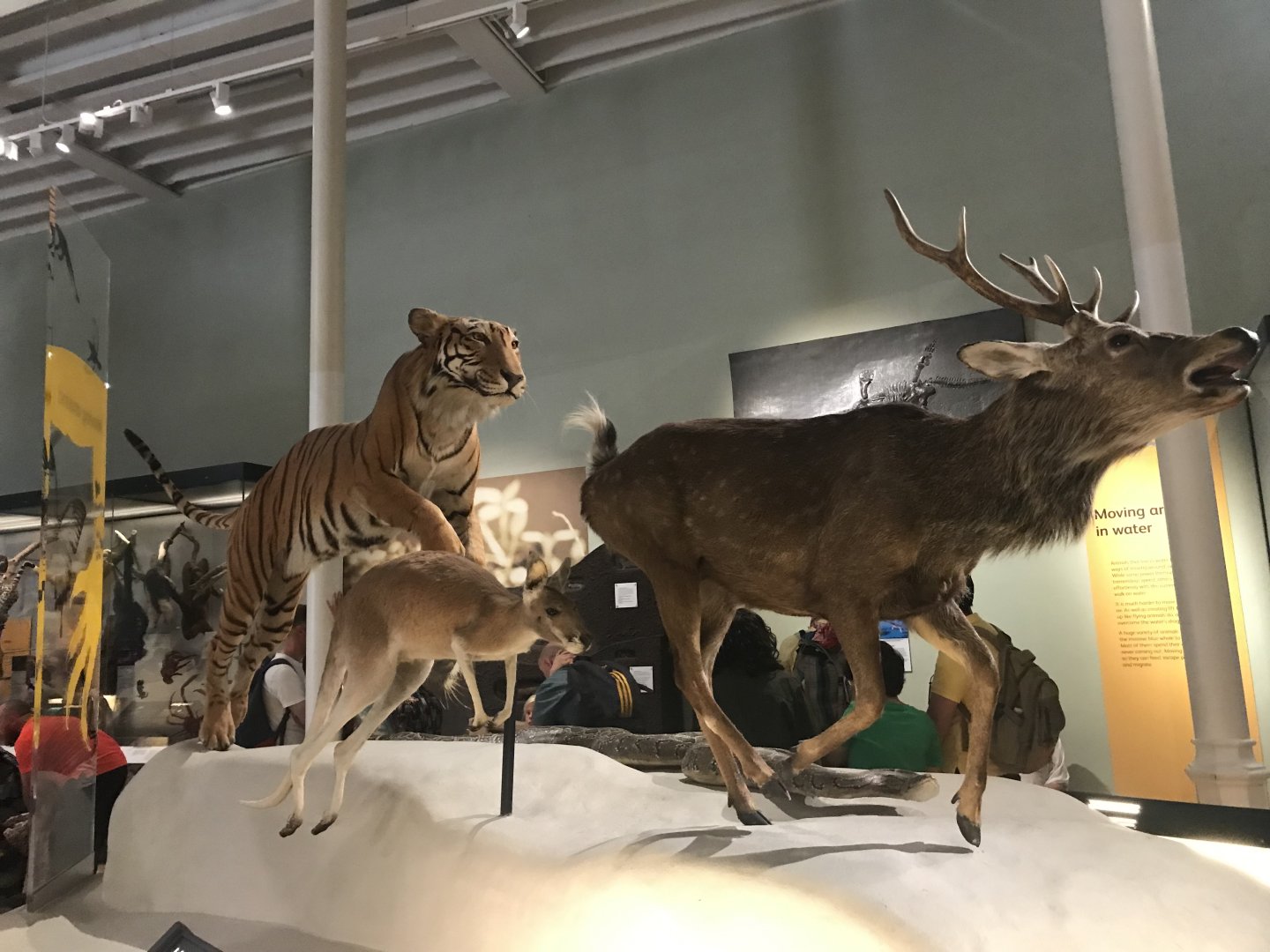 Bengal tiger, grey kangaroo, reticulated python and sika deer