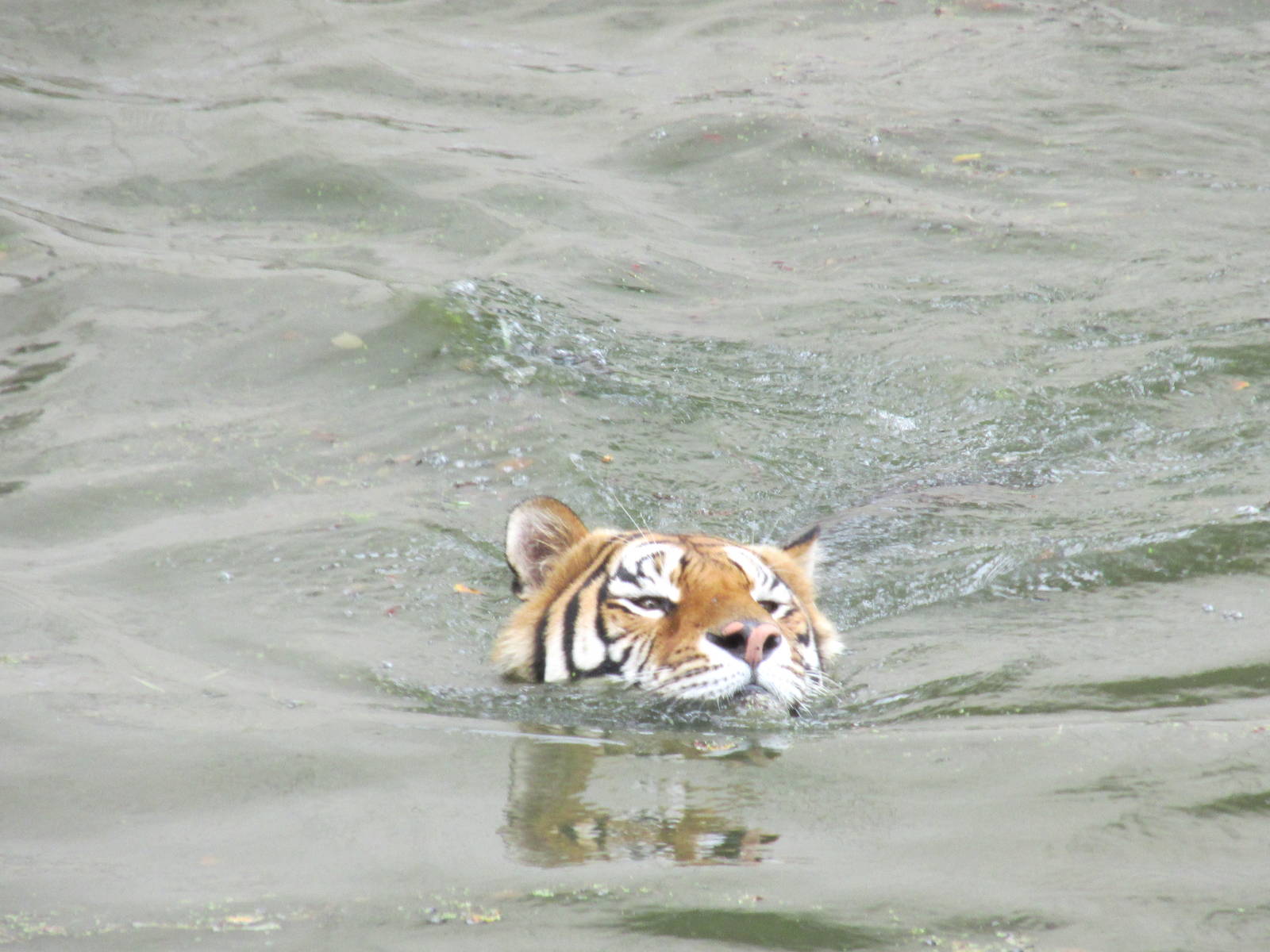 bengal tiger guadalajara zoo