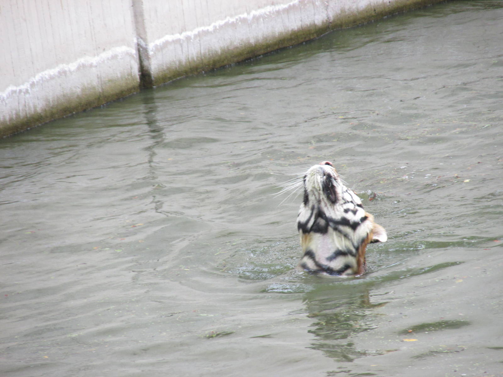 bengal tiger guadalajara zoo