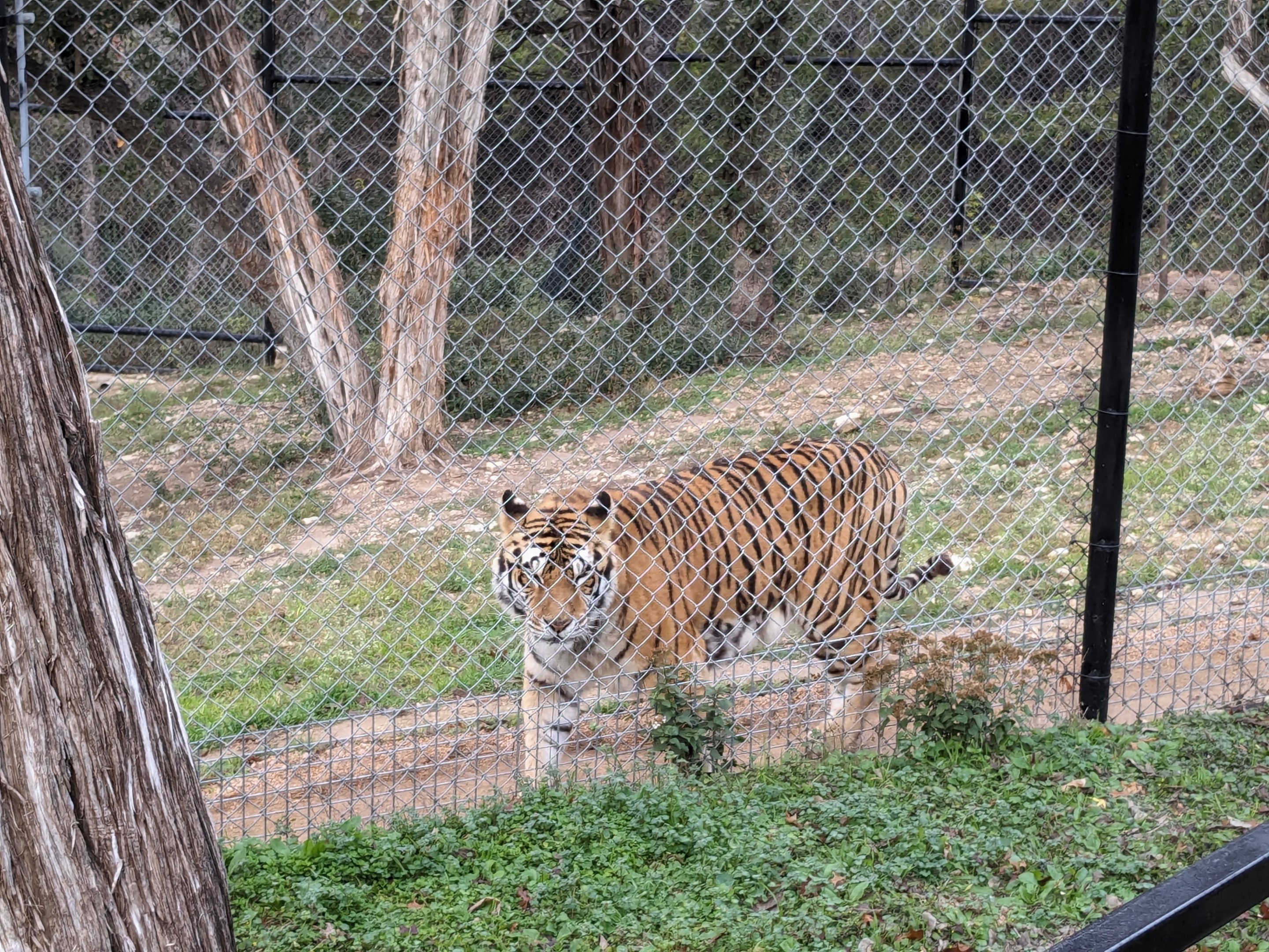 Bengal tiger habitat #2