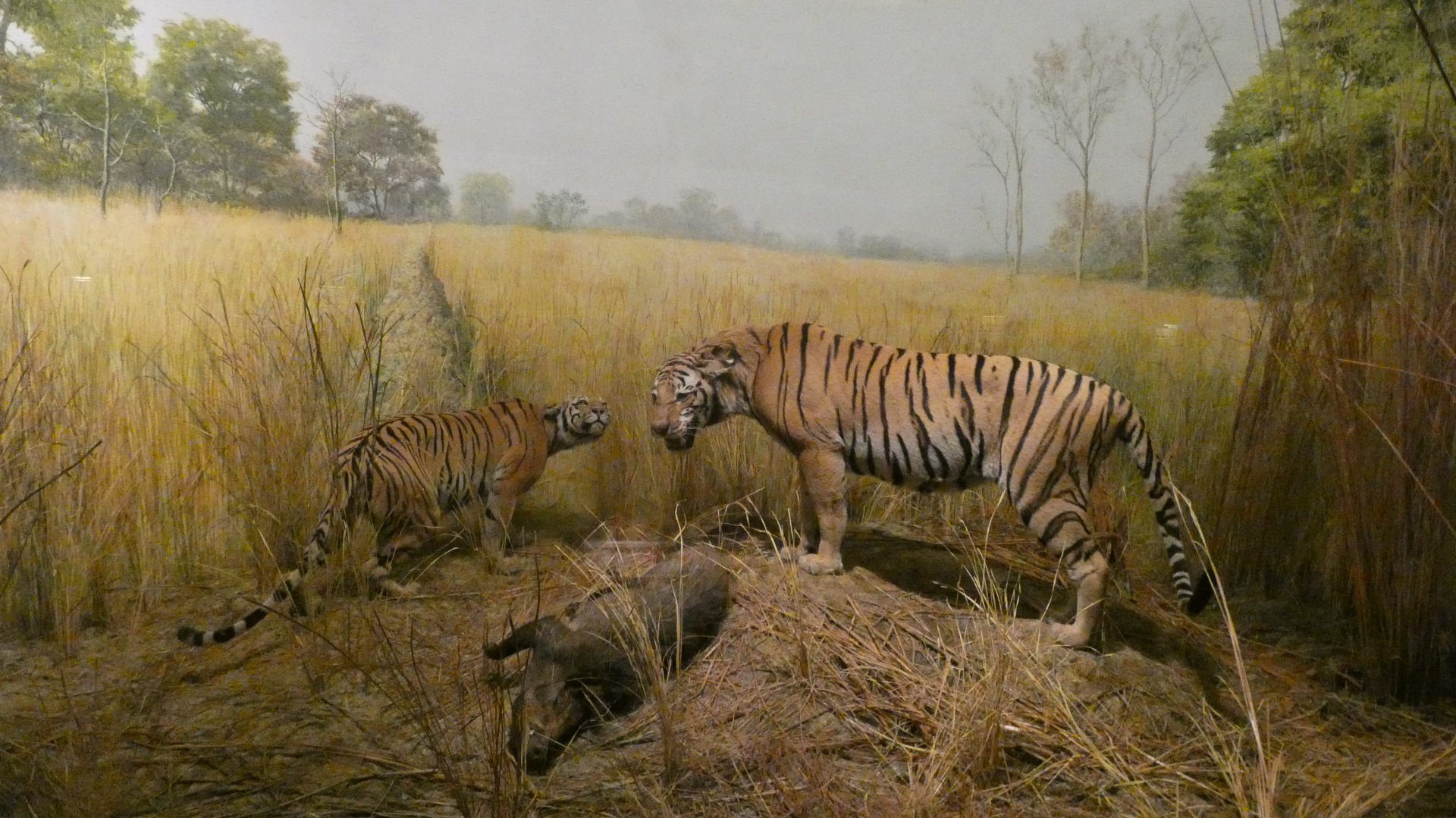 Bengal Tiger, Hall of Asian Mammals - Feb. 2022