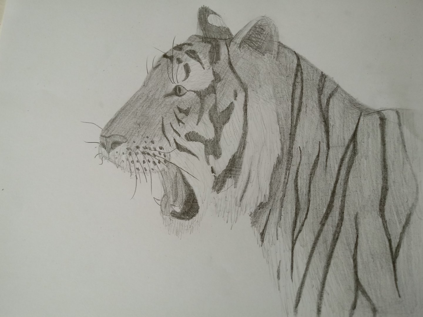 Bengal tiger head