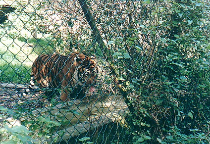 Bengal Tiger @ Howletts zoo UK