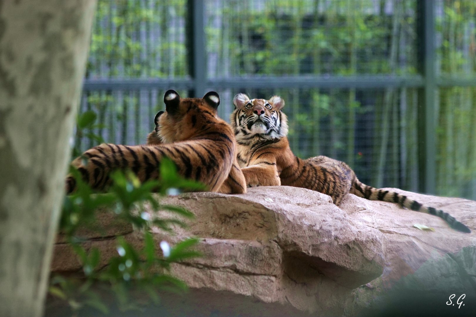 Bengal tiger immatures