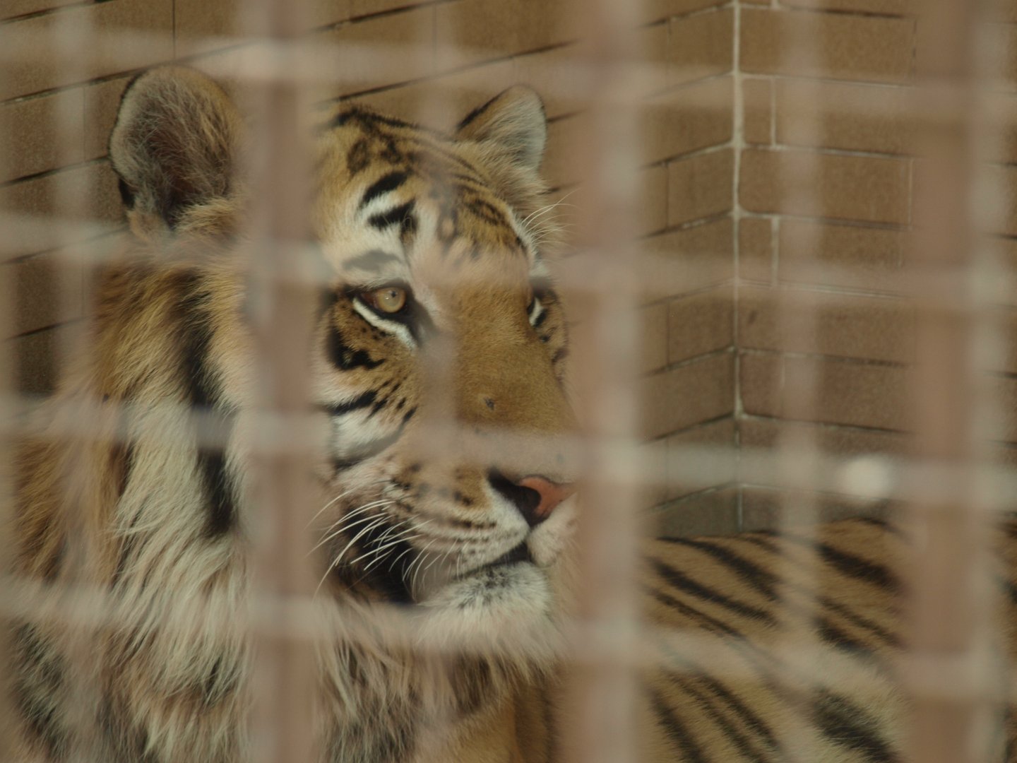 Bengal tiger - Lahore zoo 8/4/2017