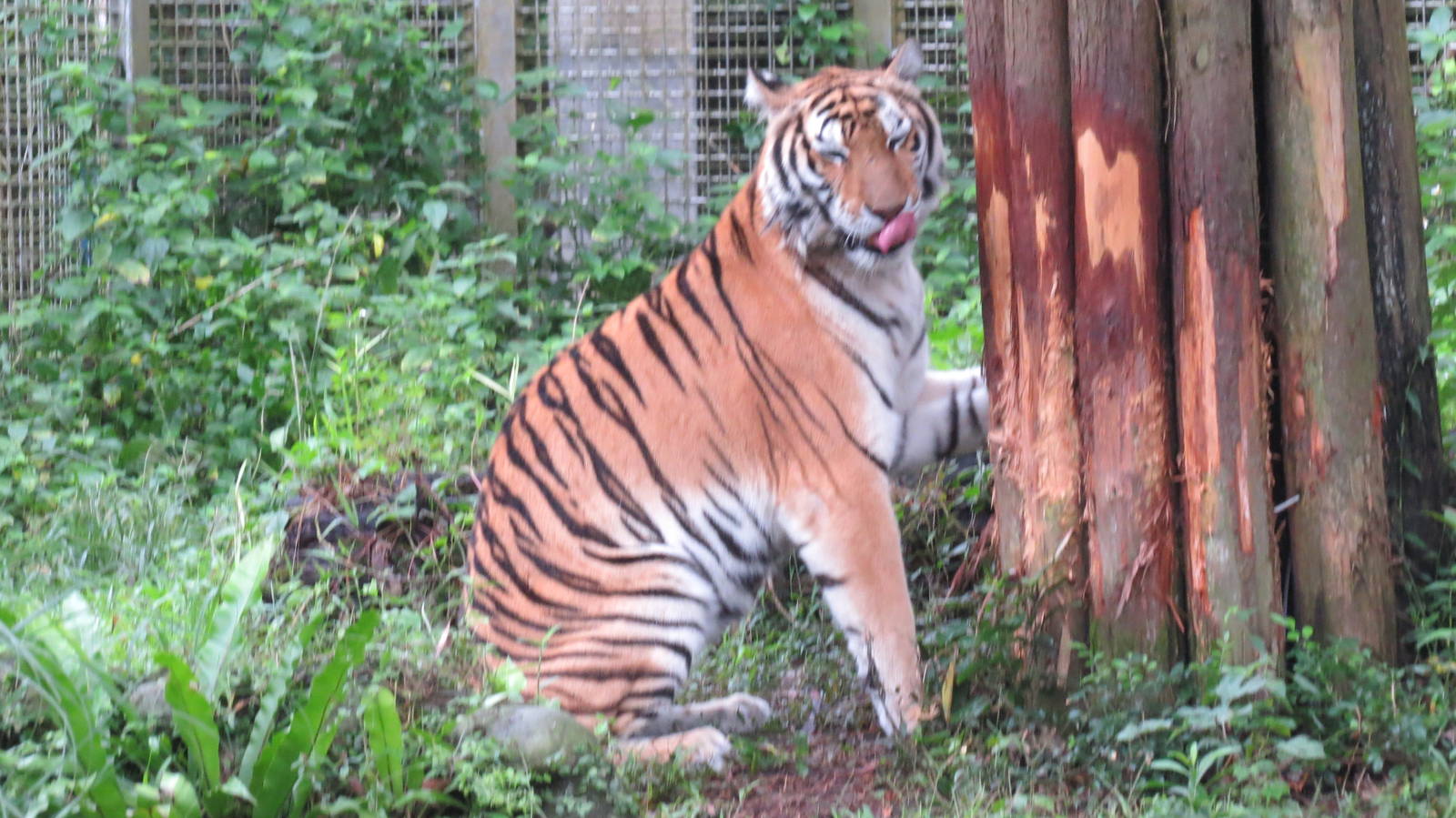 Bengal tiger marking territory
