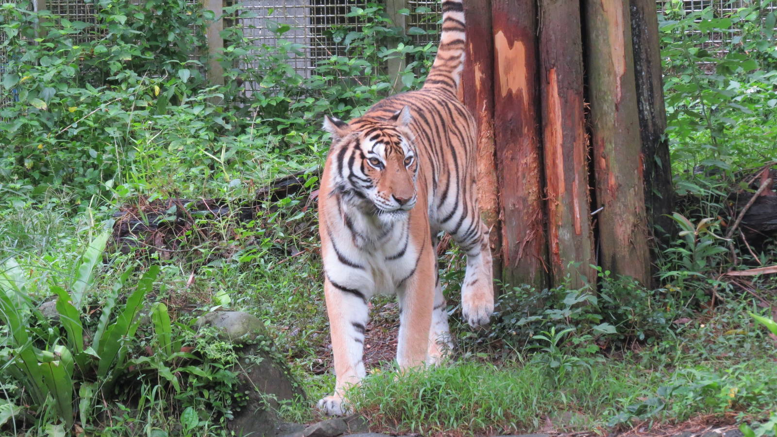 Bengal tiger marking territory