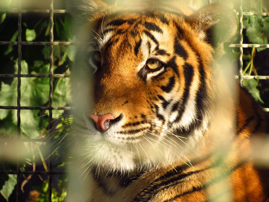 bengal tiger-Mashhad zoo