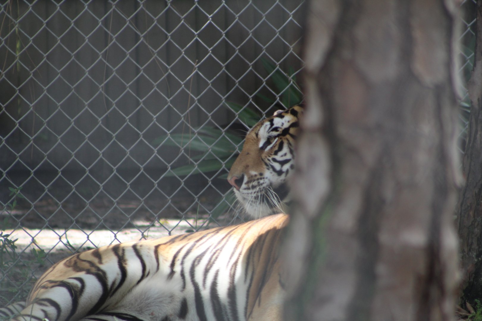 Bengal Tiger - Mccarthy Wildlife Sanctuary