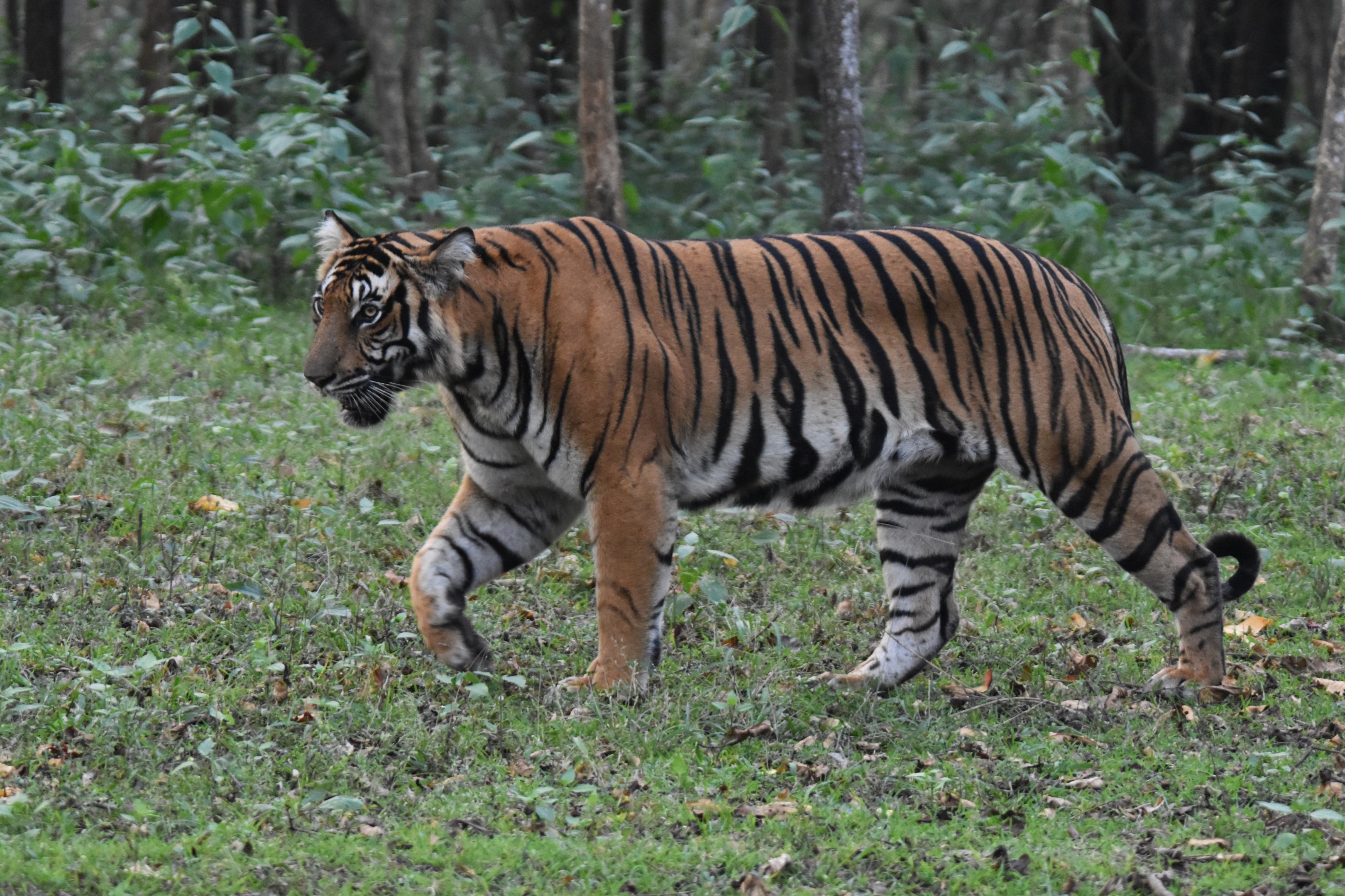 Bengal Tiger, Nagarahole Tiger Reserve, 18th November 2024
