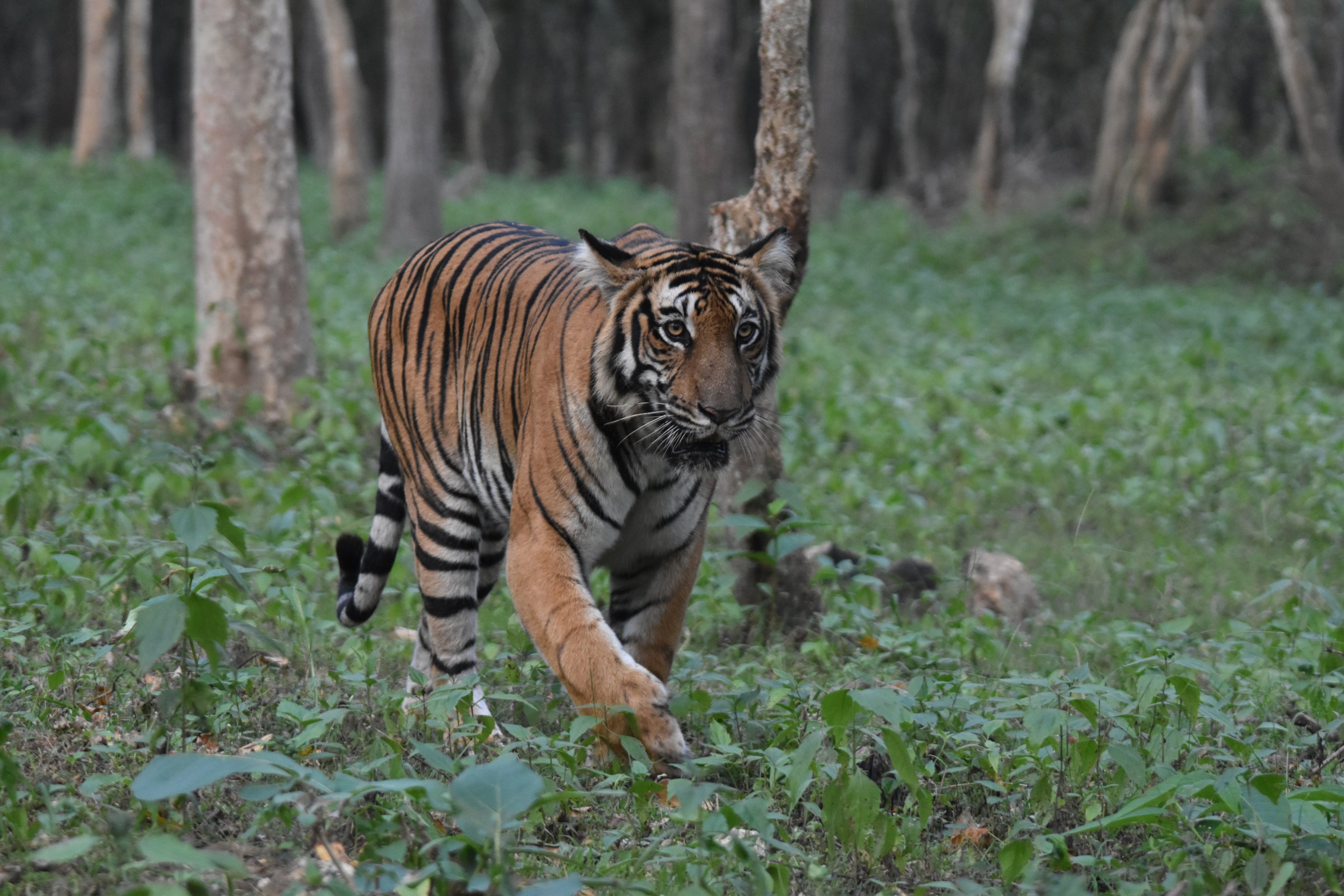 Bengal Tiger, Nagarahole Tiger Reserve, 18th November 2024