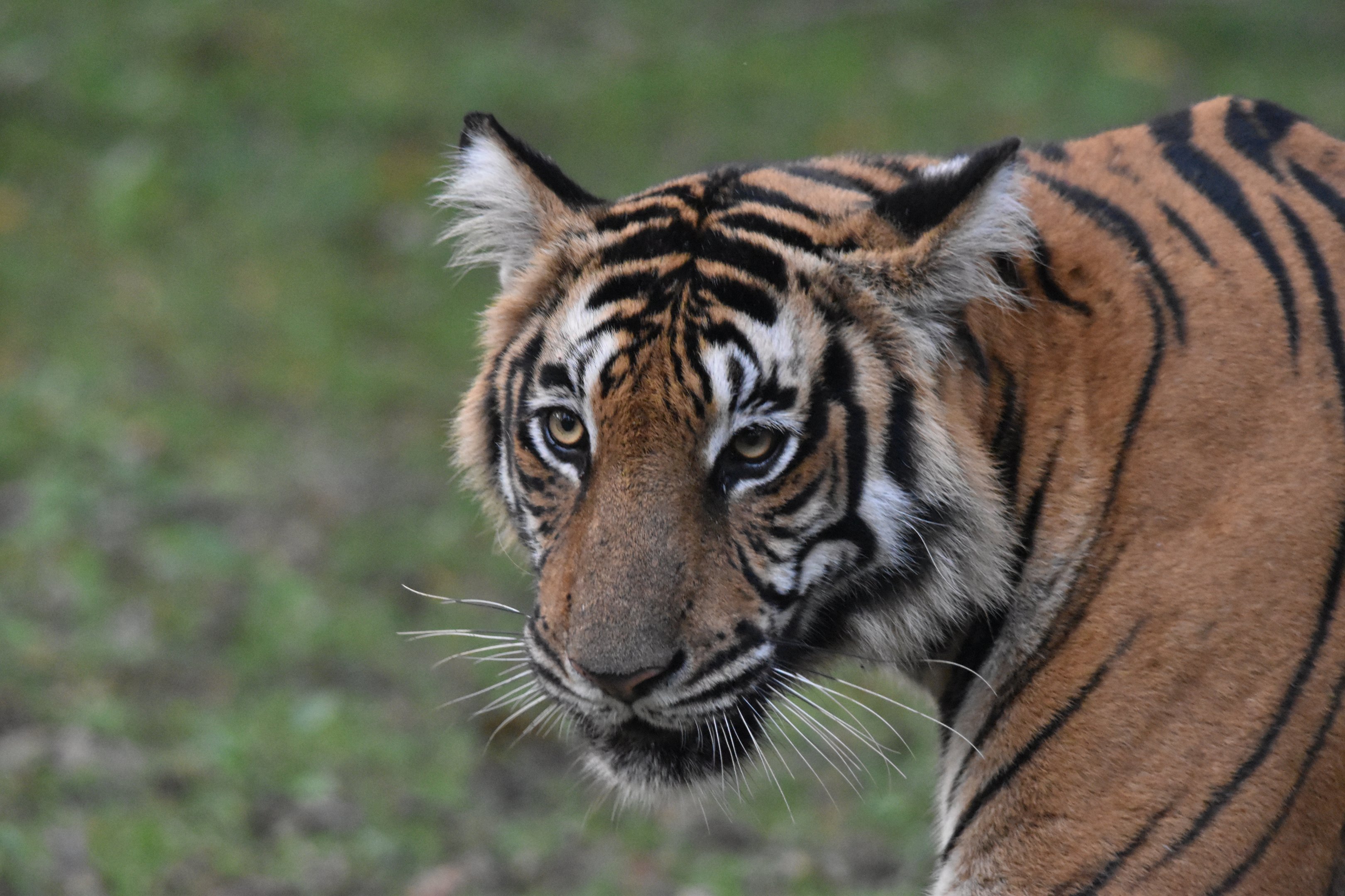 Bengal Tiger, Nagarahole Tiger Reserve, 18th November 2024