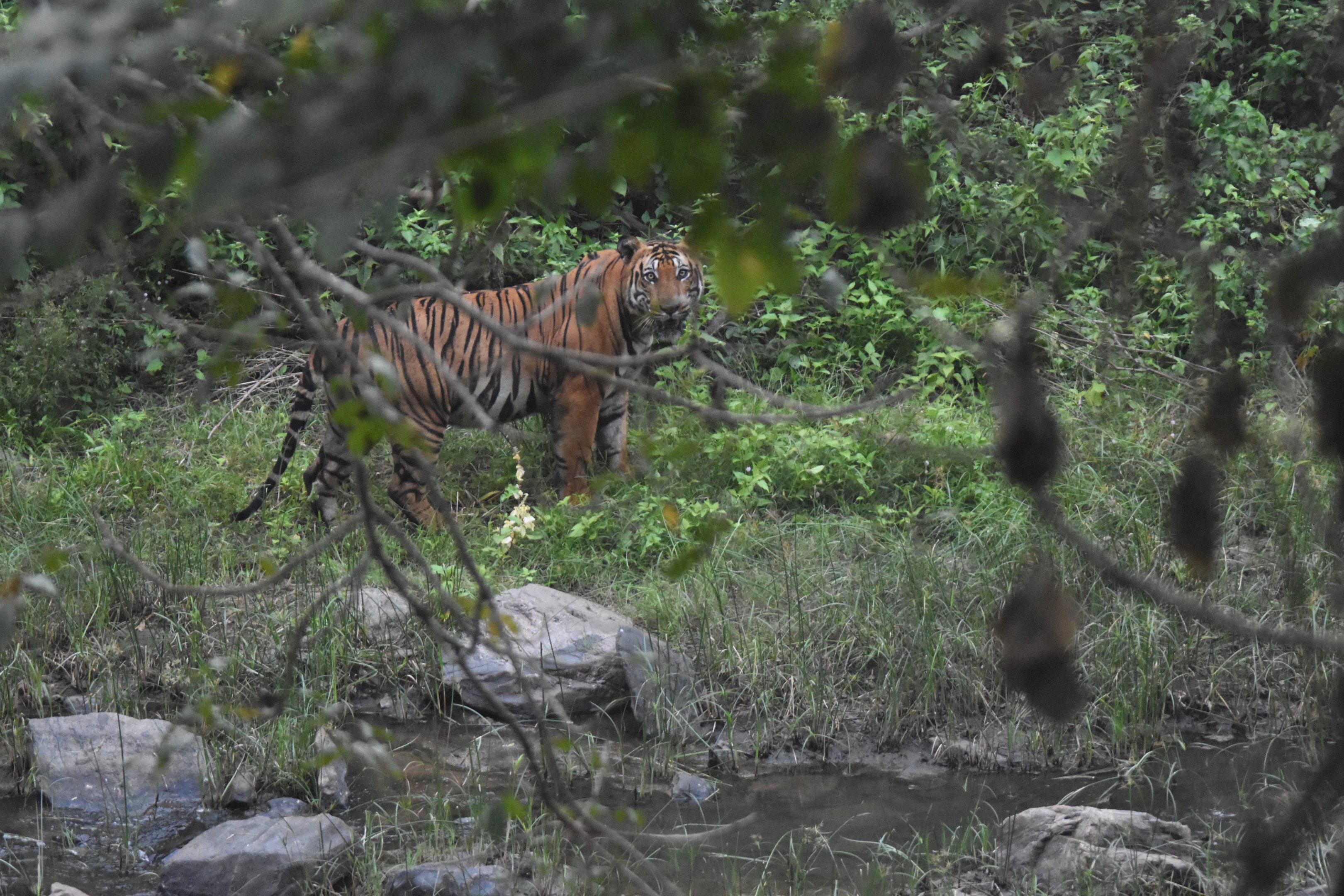 Bengal Tiger, Nagarahole Tiger Reserve, 23rd November 2024